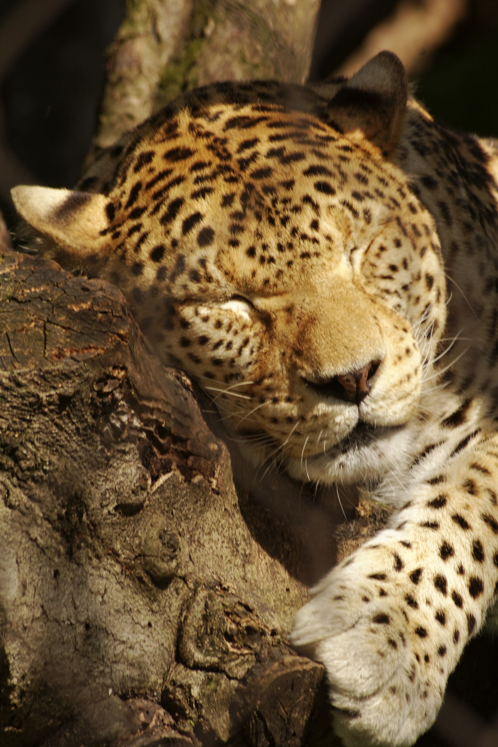 Canon EOS 60D sample photo. Leopard, mammal, animal photography