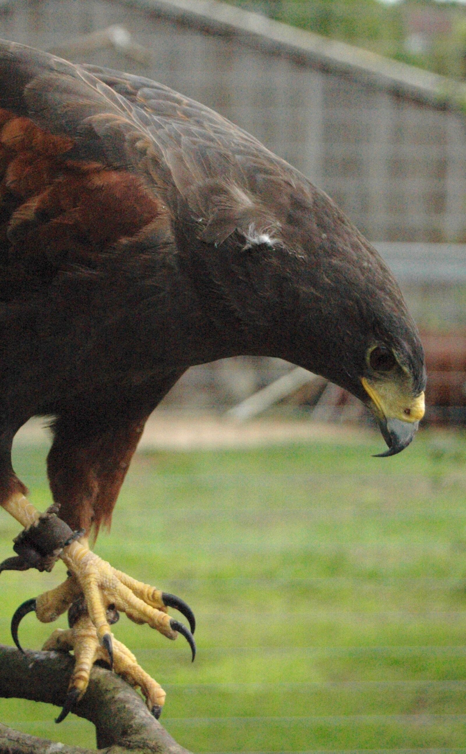 Nikon D70s sample photo. Bird, of, prey, hawk photography
