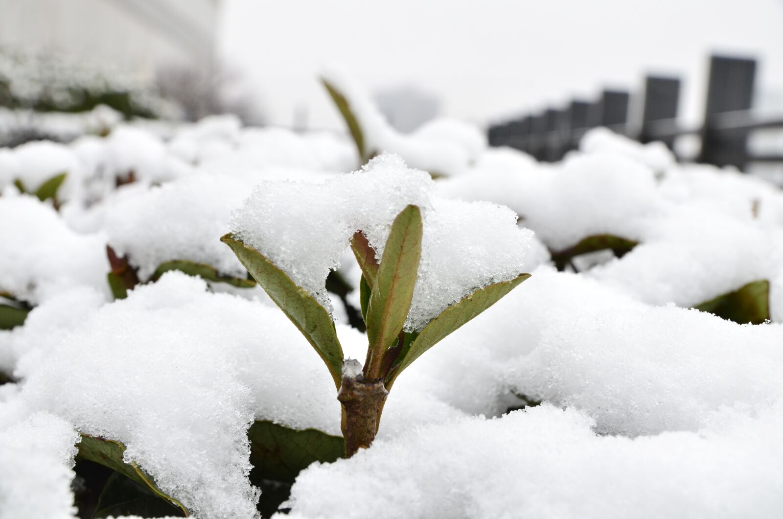 Nikon D7000 sample photo. Snow, winter, plant photography