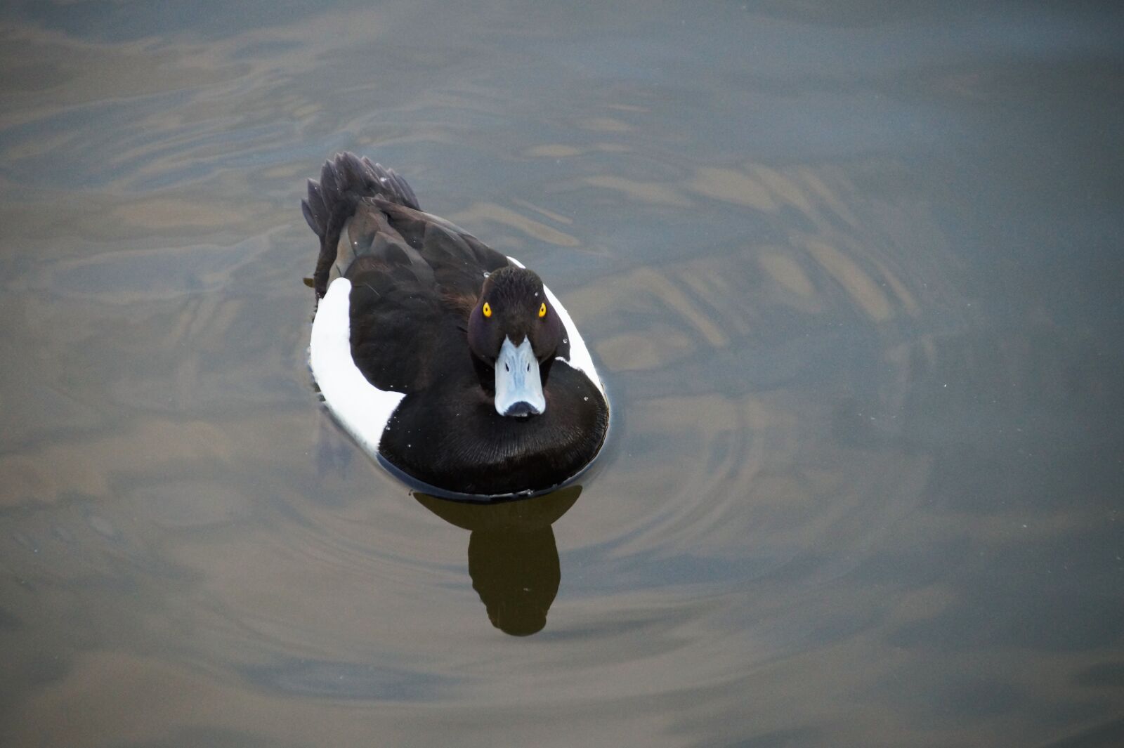Sony SLT-A58 sample photo. Duck, polak, aythya fuligula photography