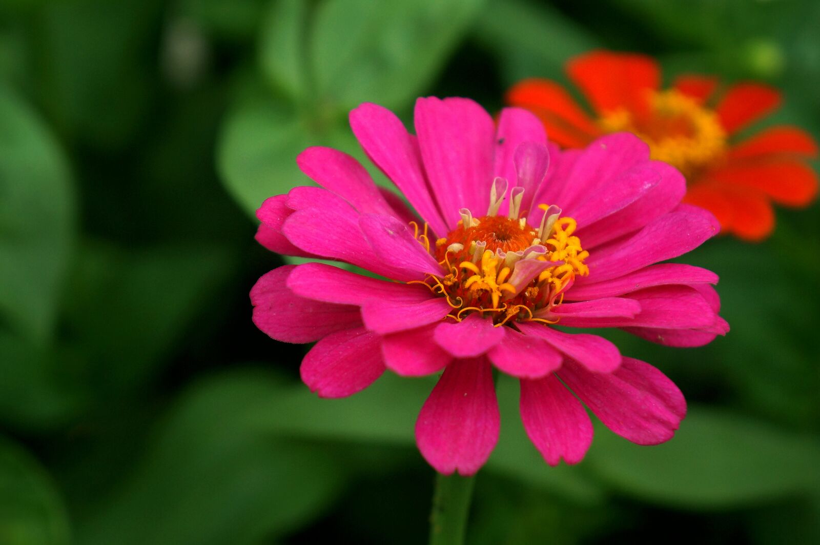 Sony Alpha NEX-F3 + Sony E 18-55mm F3.5-5.6 OSS sample photo. Natural, chrysanthemum, pink photography