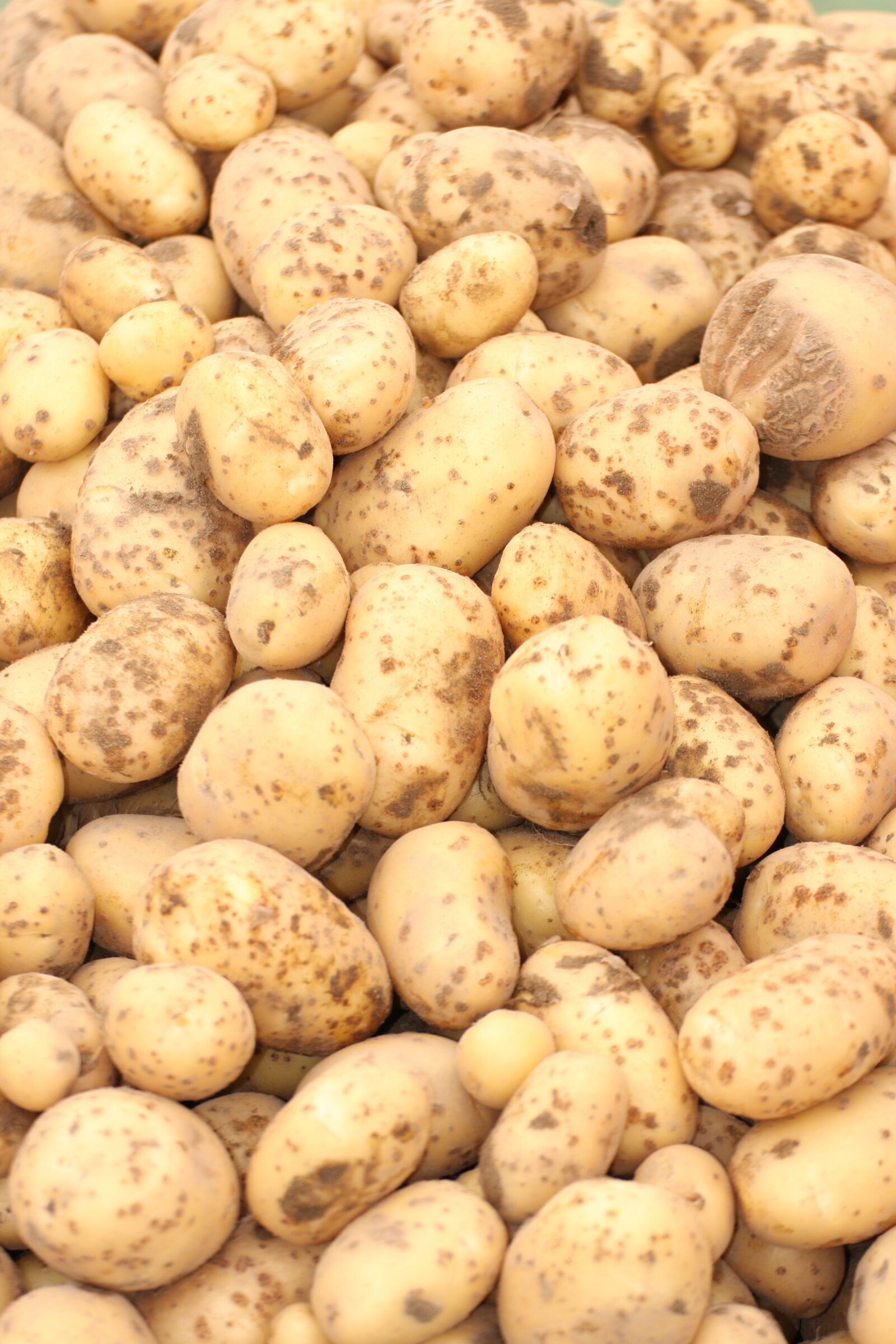 Canon EOS 40D sample photo. Potatoes, harvest, bio photography