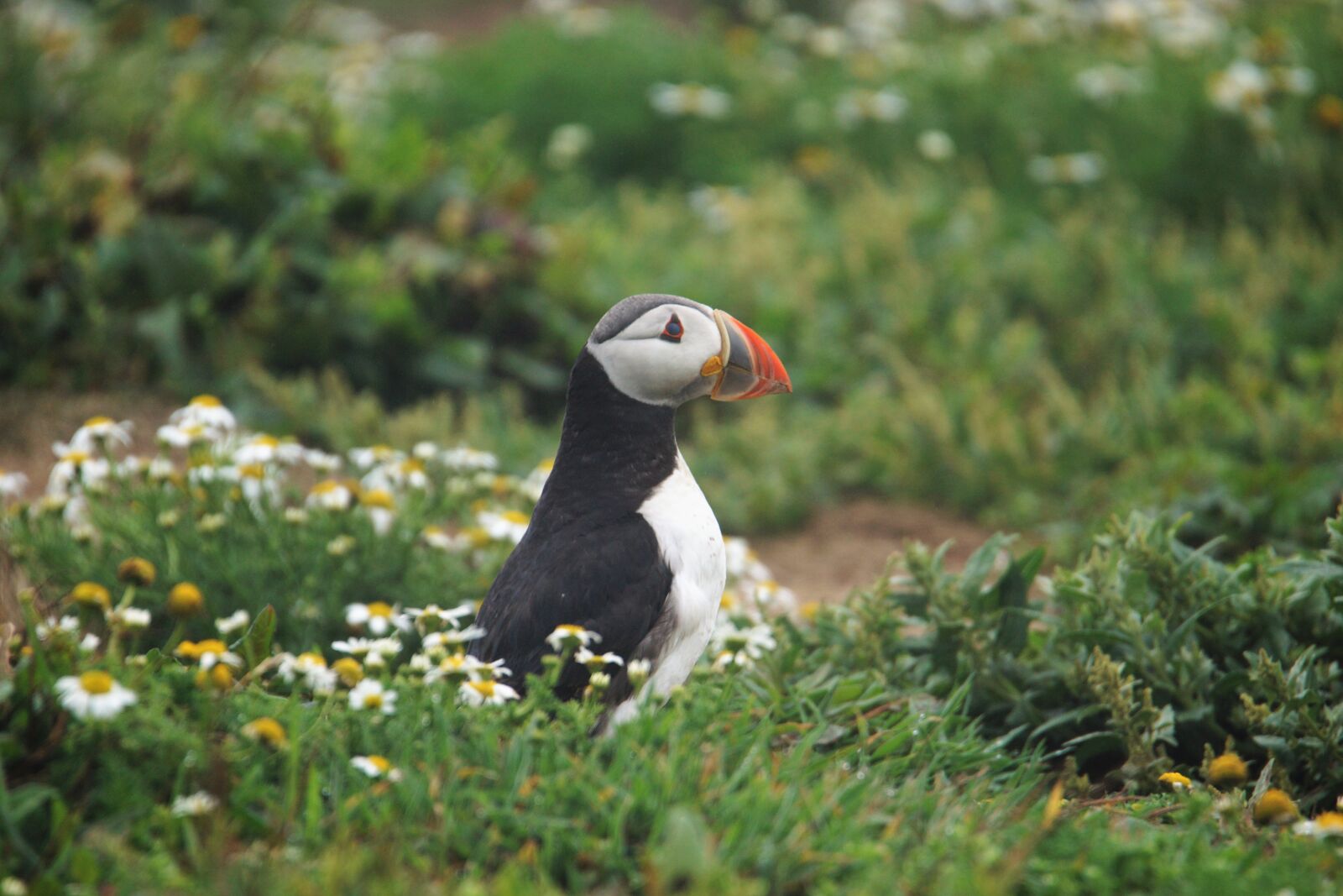 Tamron SP 150-600mm F5-6.3 Di VC USD sample photo. Wales, puffin, bird photography