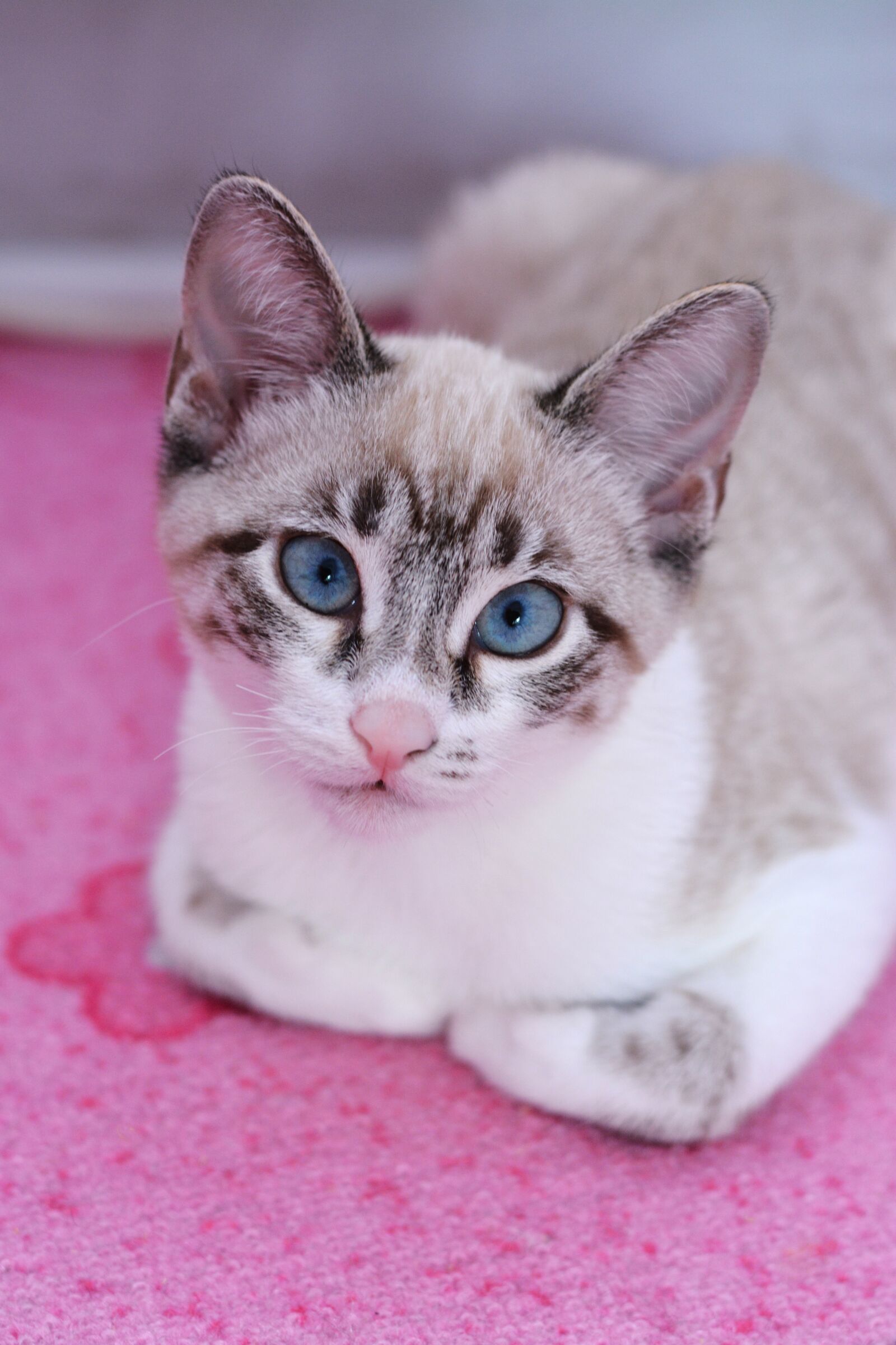 Nikon D7100 sample photo. Cat, thai cat, siamese photography