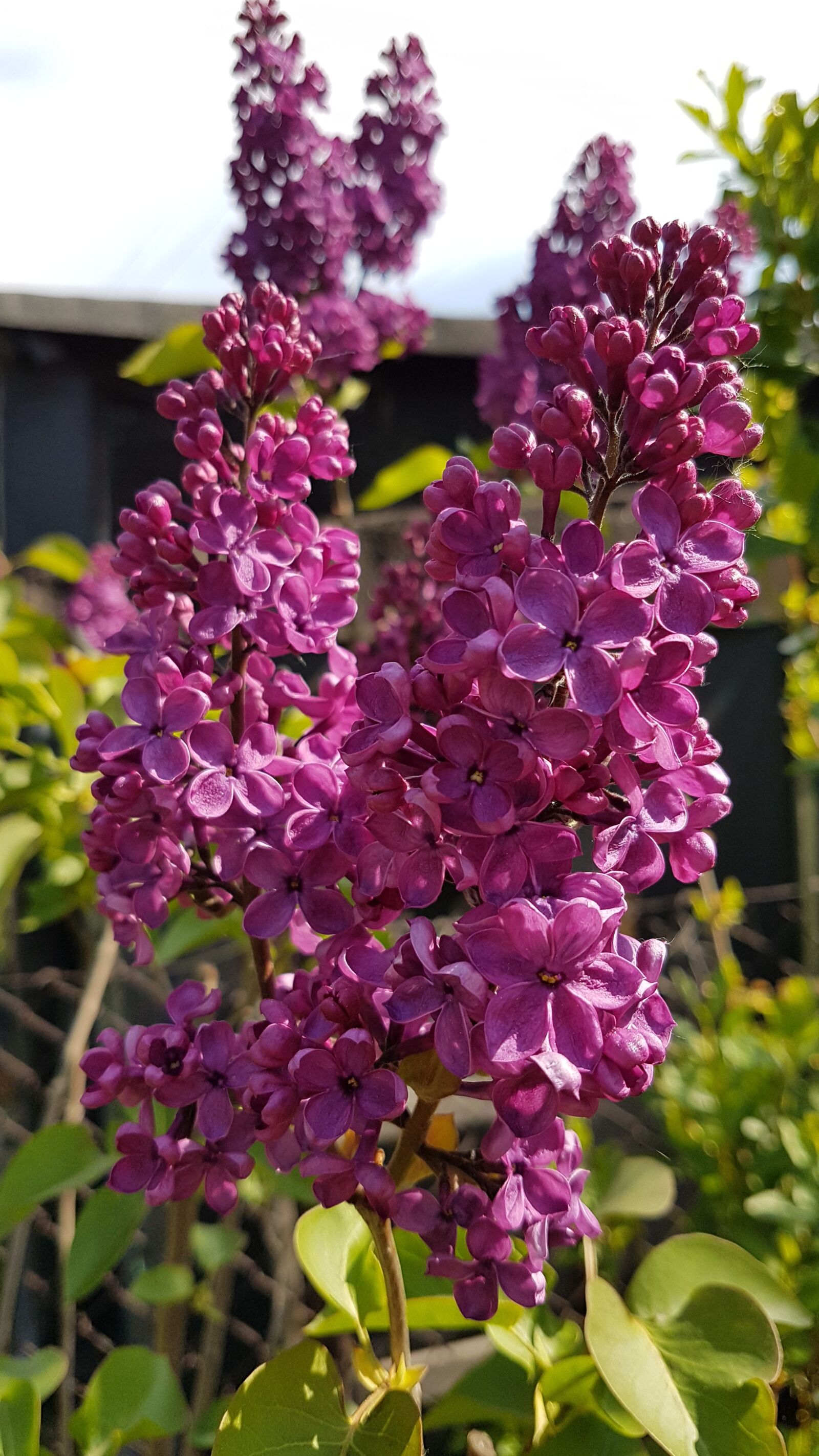 Samsung Galaxy S7 sample photo. Lilac flower, nature, plant photography