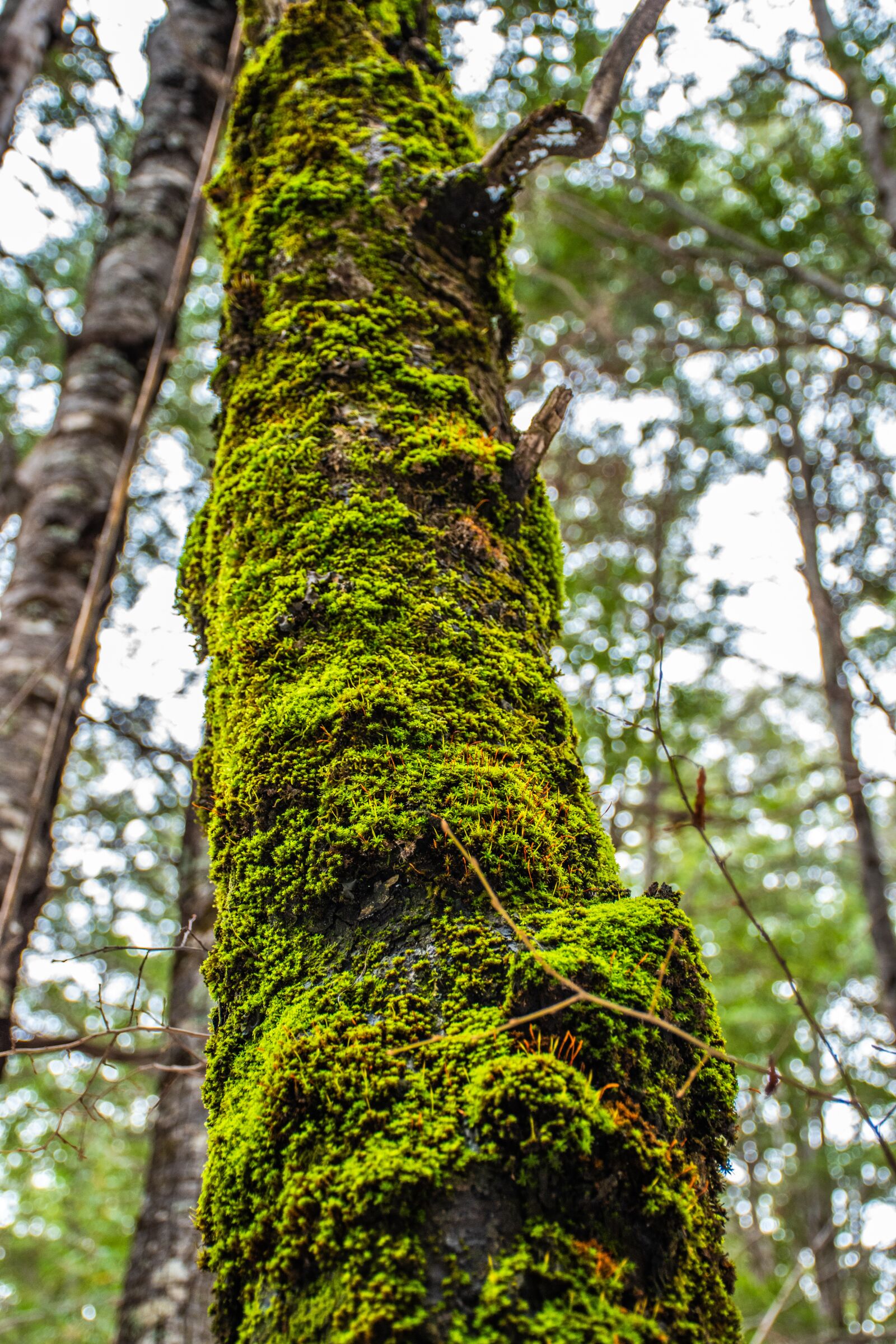 Nikon D5500 sample photo. Three, forest, nature photography