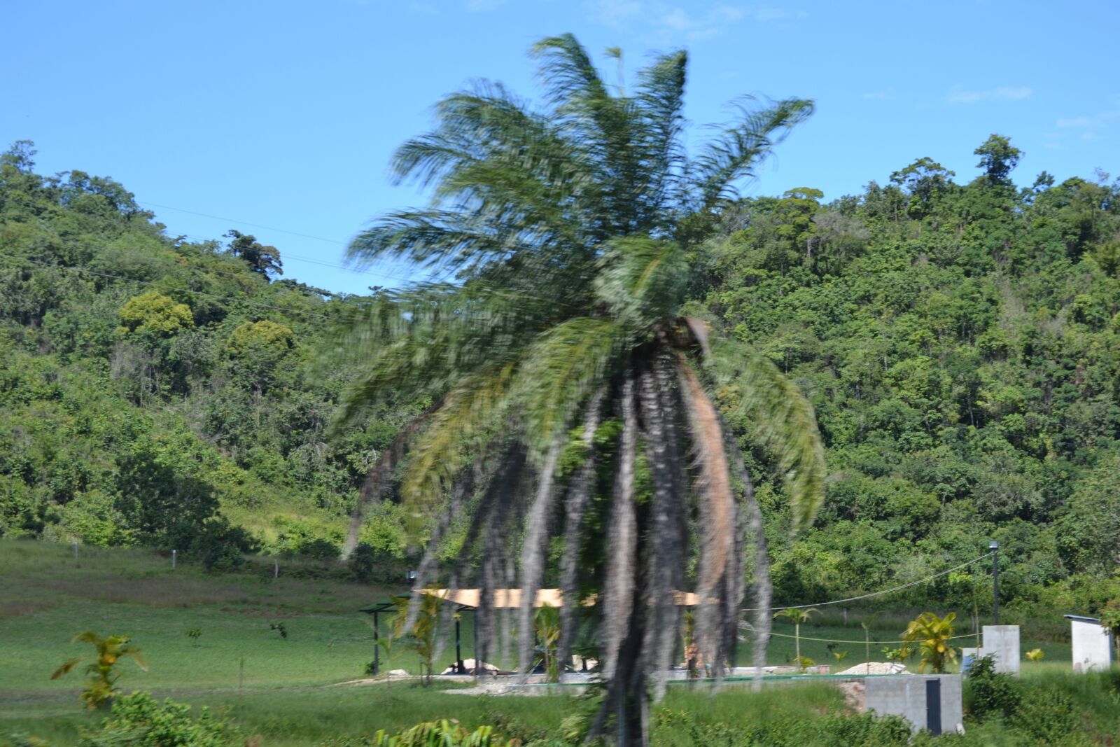 Nikon D3100 sample photo. Countryside, palm, nature photography