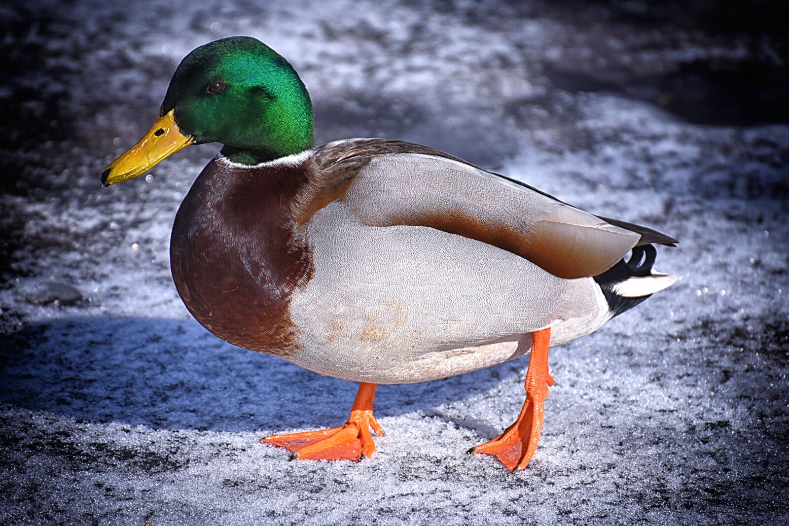 Nikon D7200 sample photo. Mallard, males, bread photography