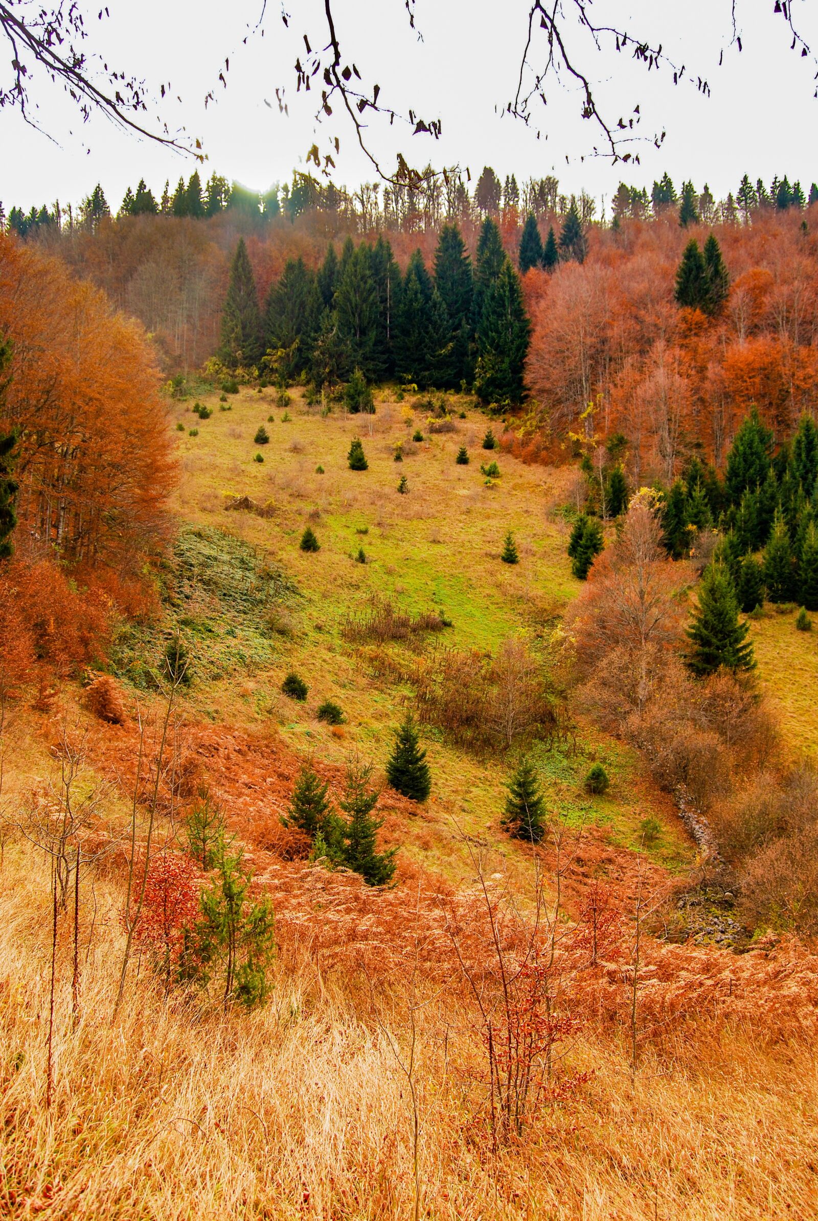 Nikon D60 sample photo. Autumn, mountain, nature photography