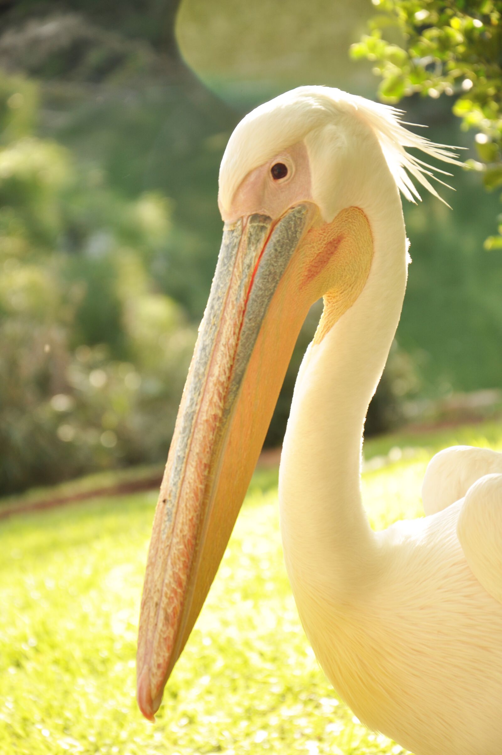 Nikon D90 sample photo. Pelican, bird, nature photography