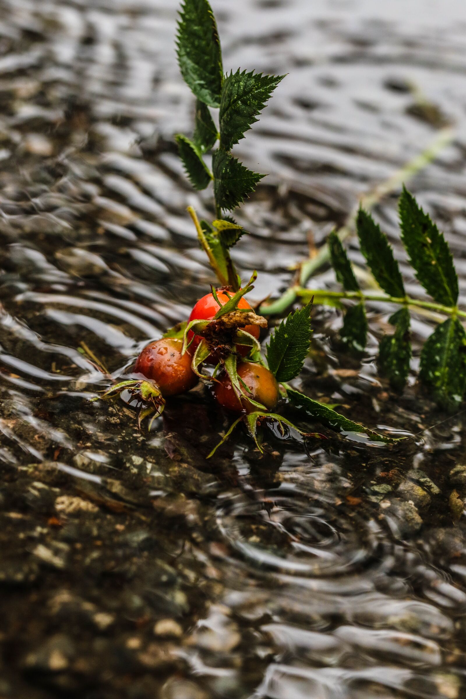 Canon EOS 7D Mark II sample photo. Rose-hip, herb, plant photography