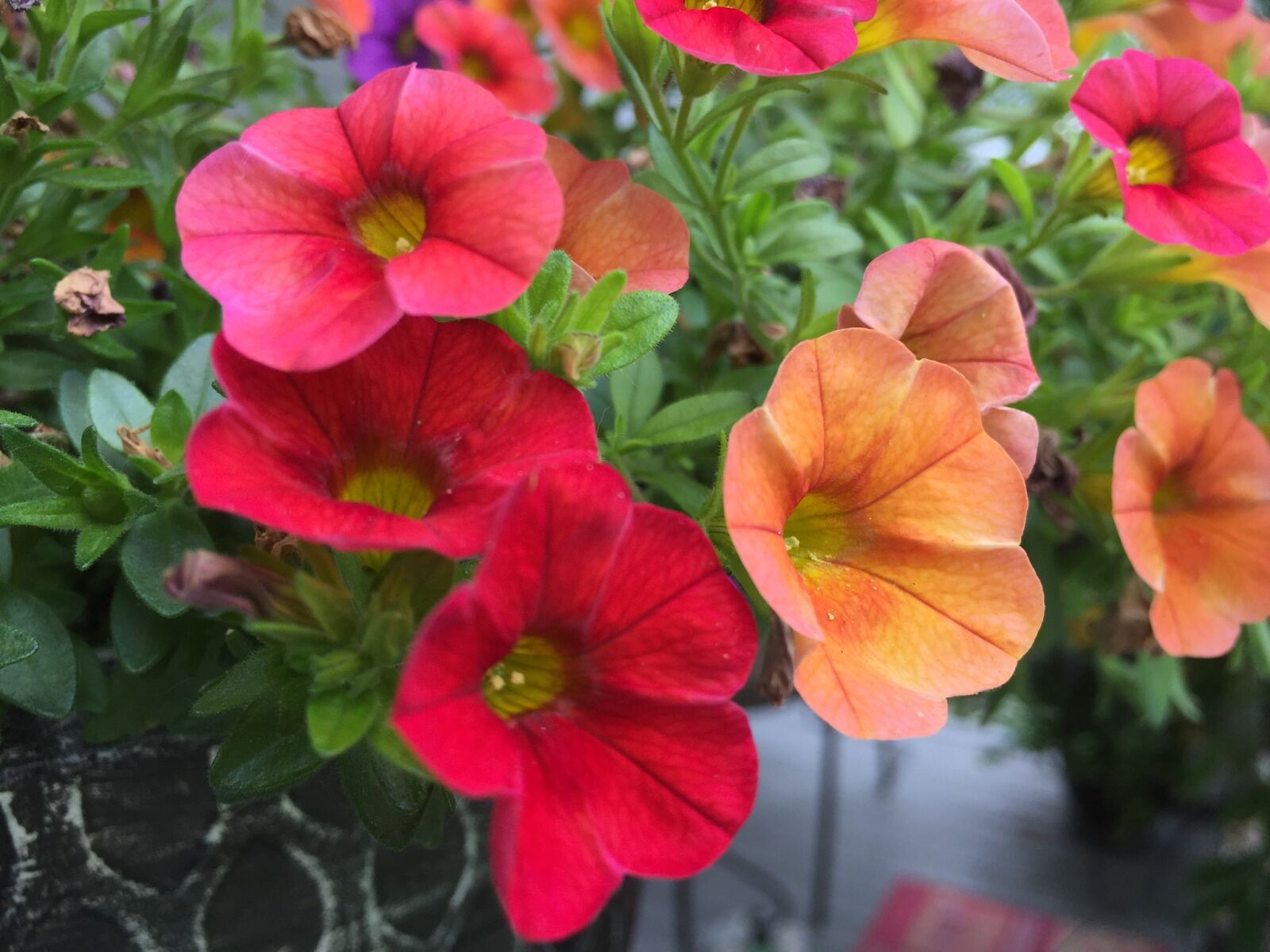 iPhone 6 back camera 4.15mm f/2.2 sample photo