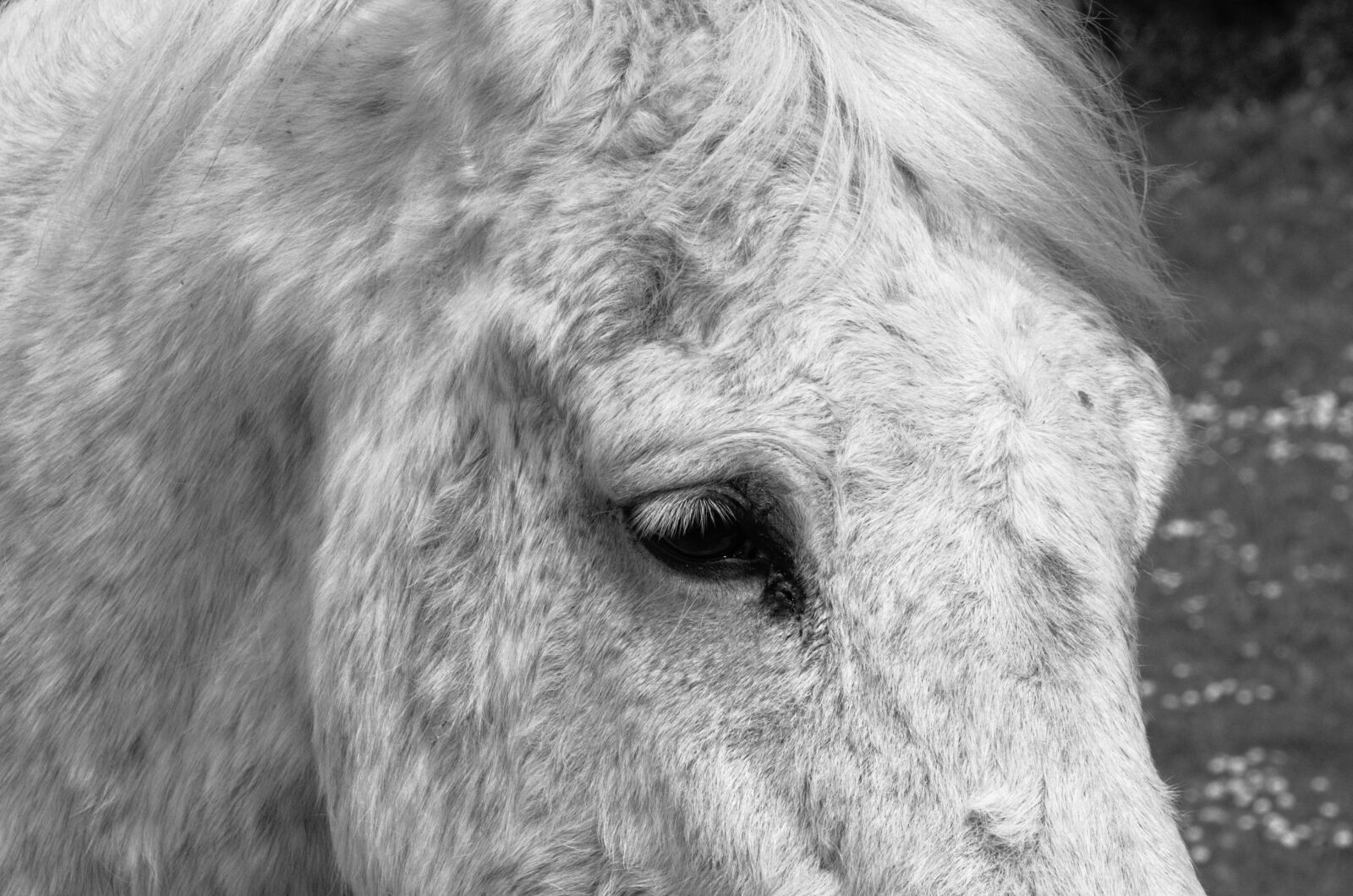Nikon D5100 sample photo. Horse, horsehair, mane photography