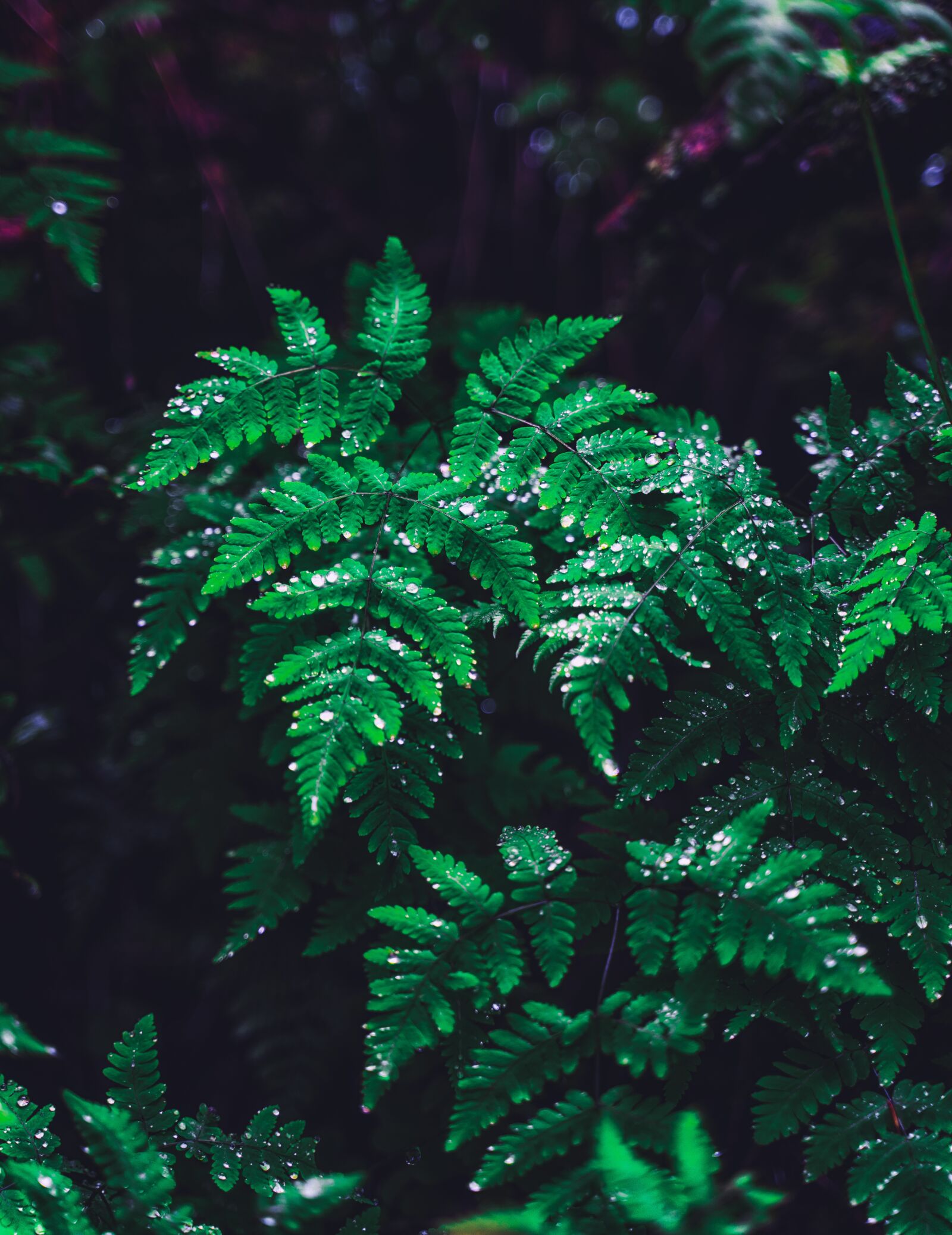Tamron 28-75mm F2.8 Di III RXD sample photo. Fern, leaves, nature photography