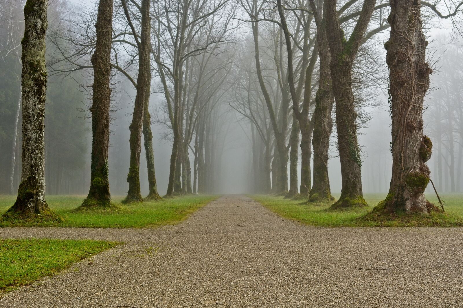 Nikon D7100 sample photo. Fog, away, trees photography