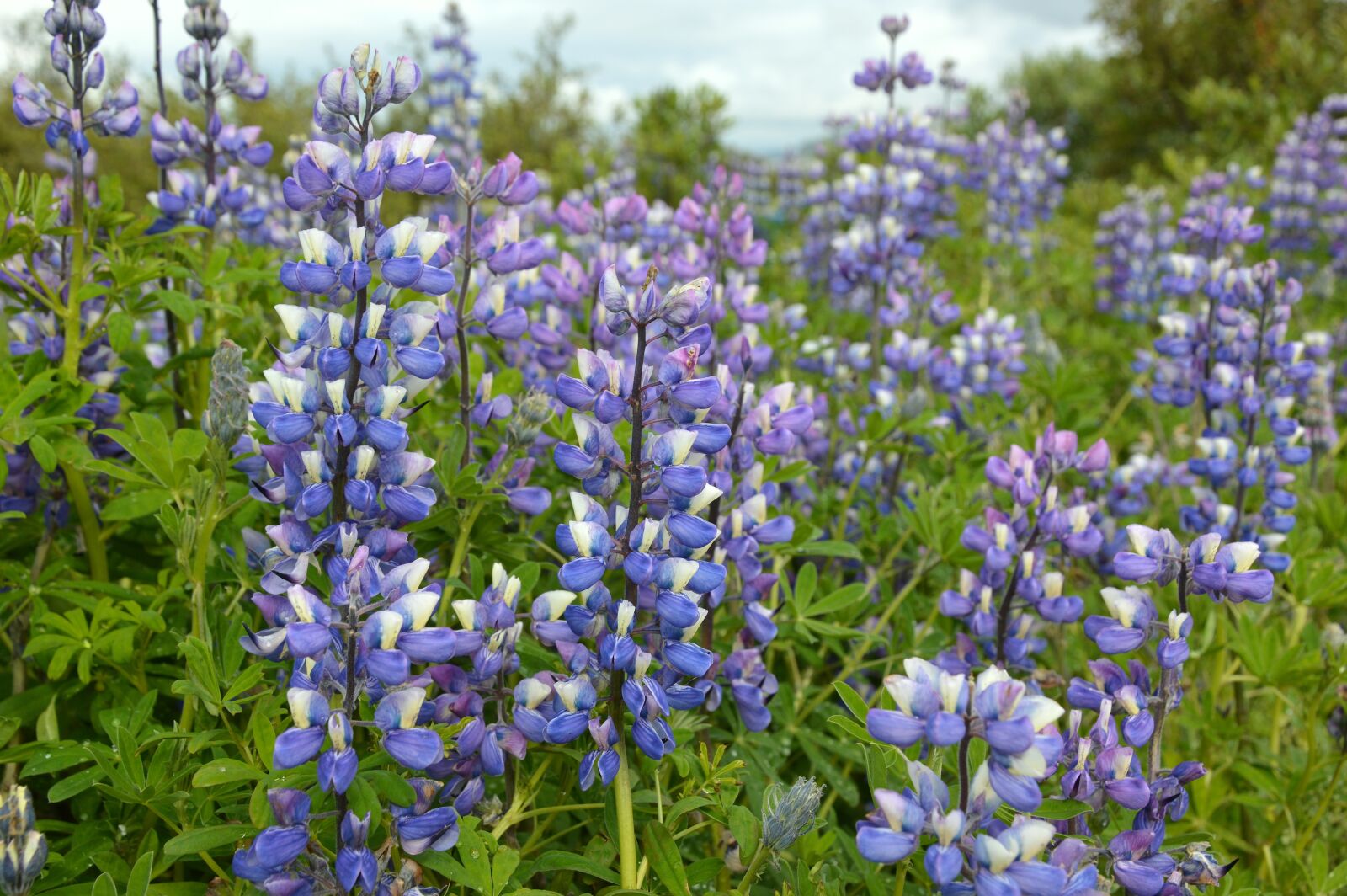 Nikon D3200 sample photo. Plant, flowers, lupins photography