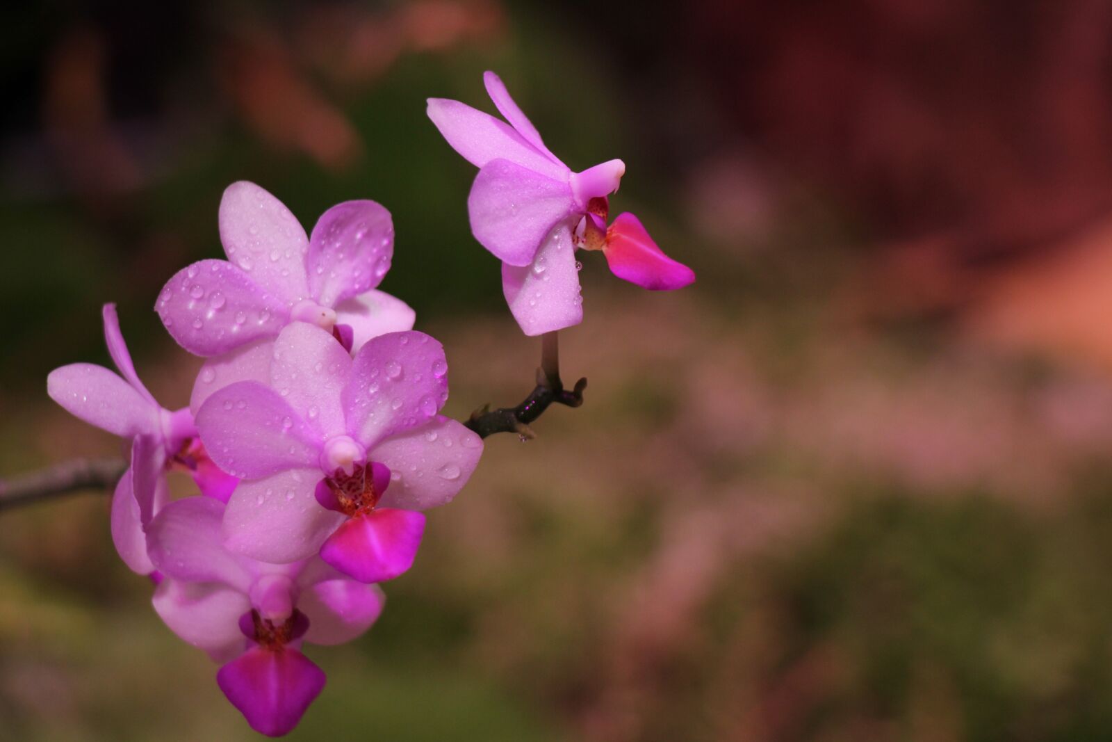 Canon EOS 550D (EOS Rebel T2i / EOS Kiss X4) sample photo. Orchid, purple, flower photography