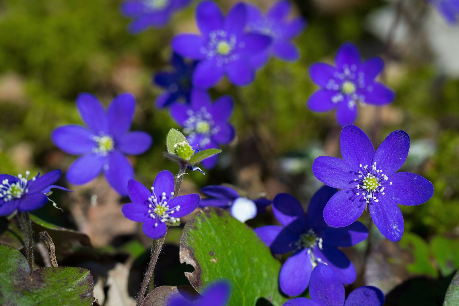 Nikon D3300 sample photo. Flower, hepatica, spring photography