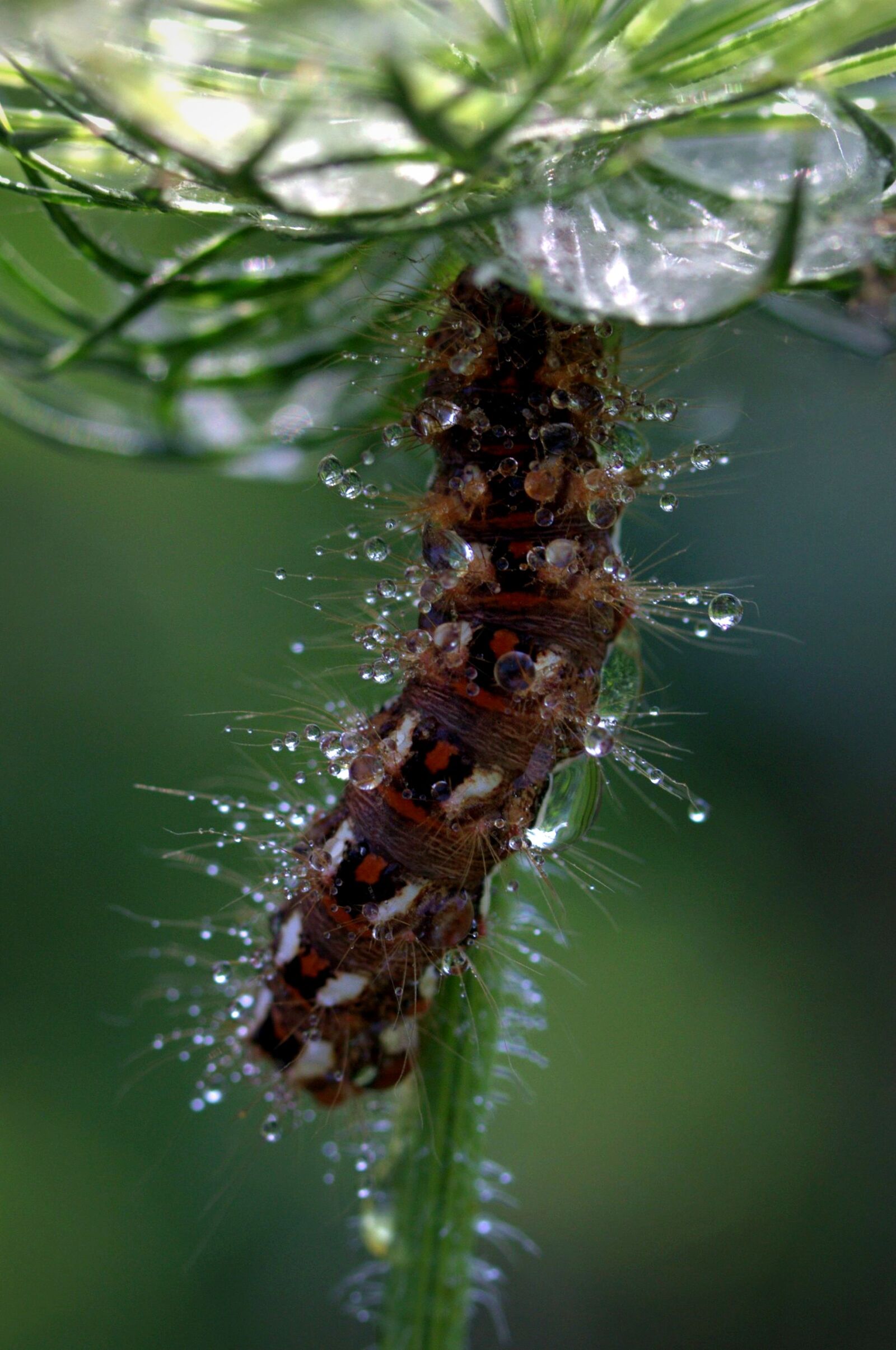 Canon EF-S 60mm F2.8 Macro USM sample photo. Caterpillar, the larva, wet photography
