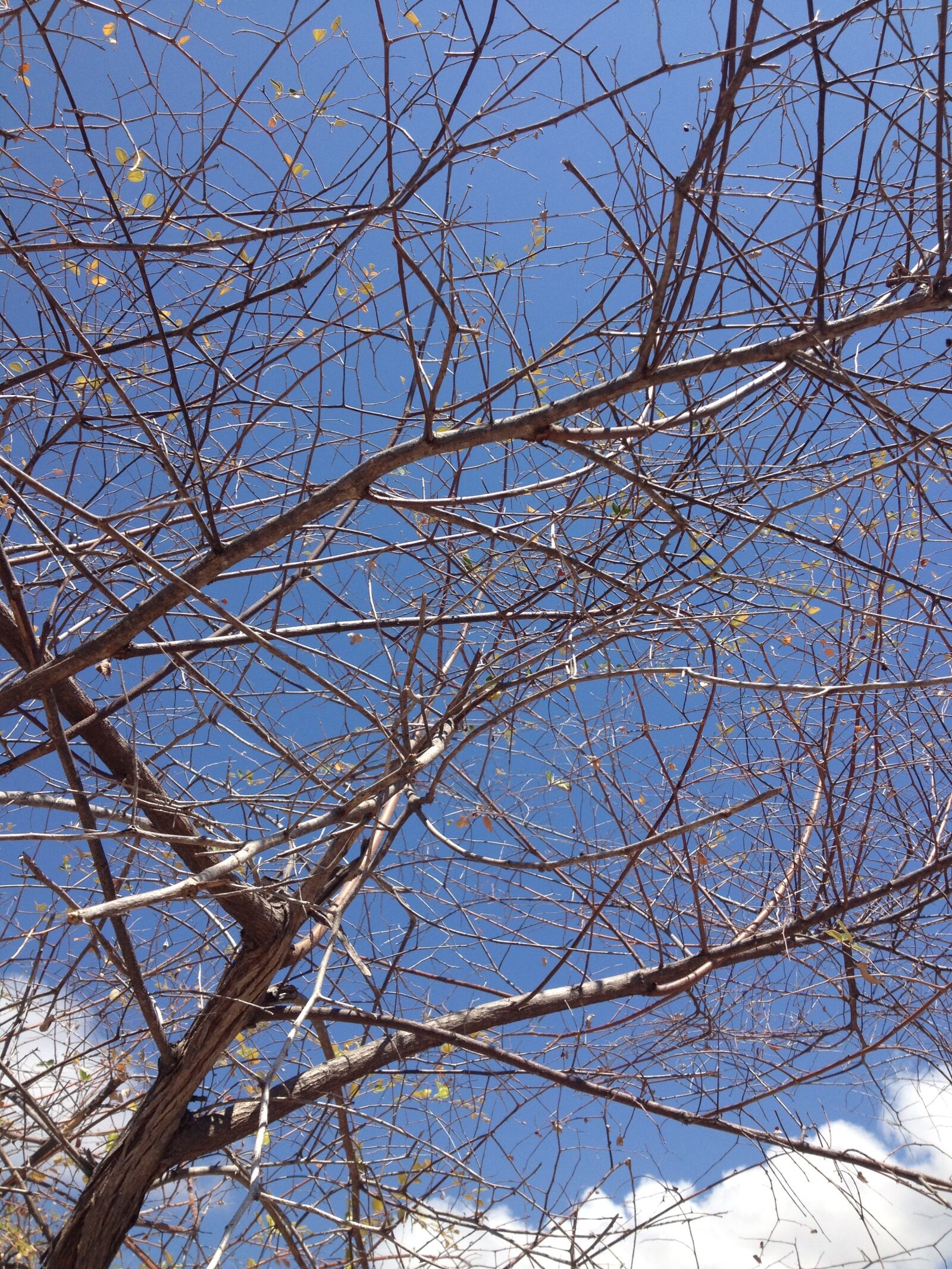 Apple iPhone 4S sample photo. Trees, nature, branch photography