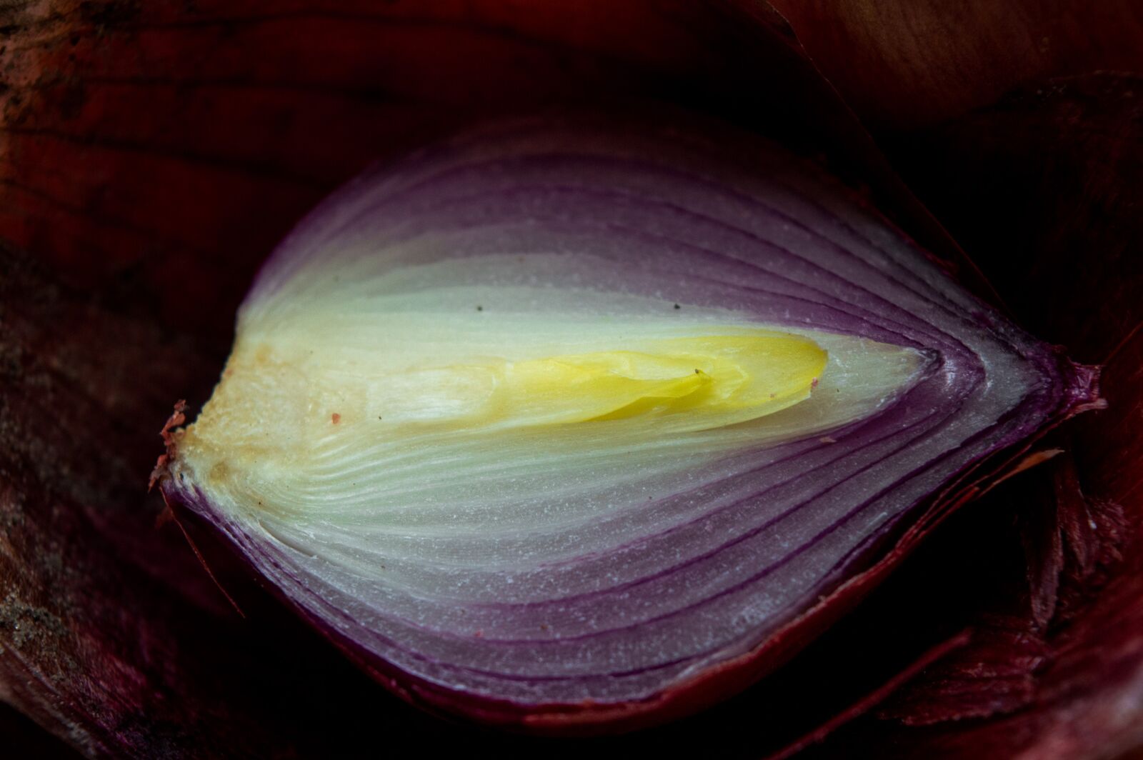 Nikon D3200 sample photo. Onion, dark, food photography