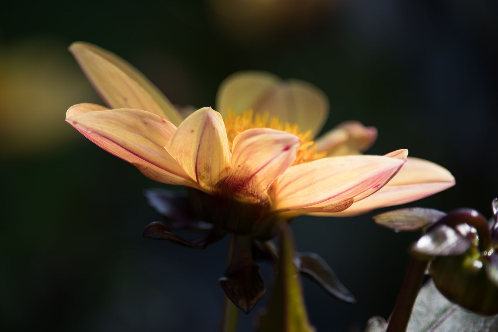 Canon EF-S 55-250mm F4-5.6 IS STM sample photo. Flower, blossom, bloom photography