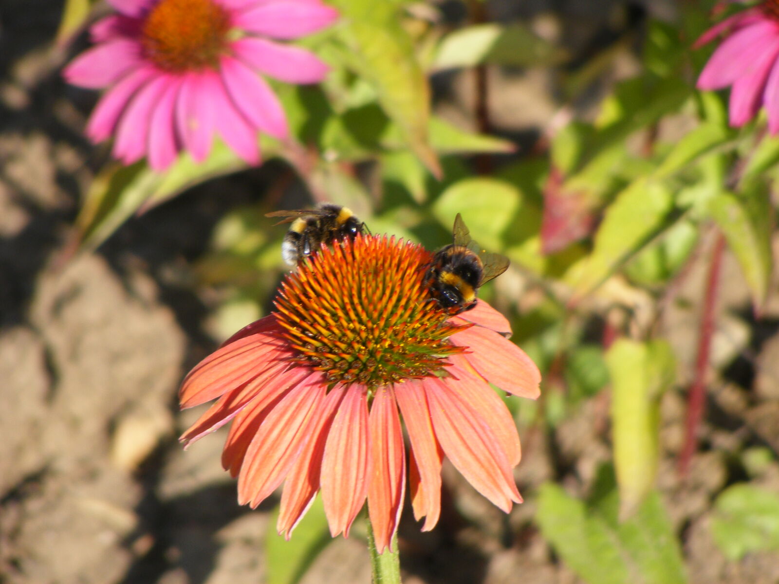 Fujifilm FinePix S5700 S700 sample photo