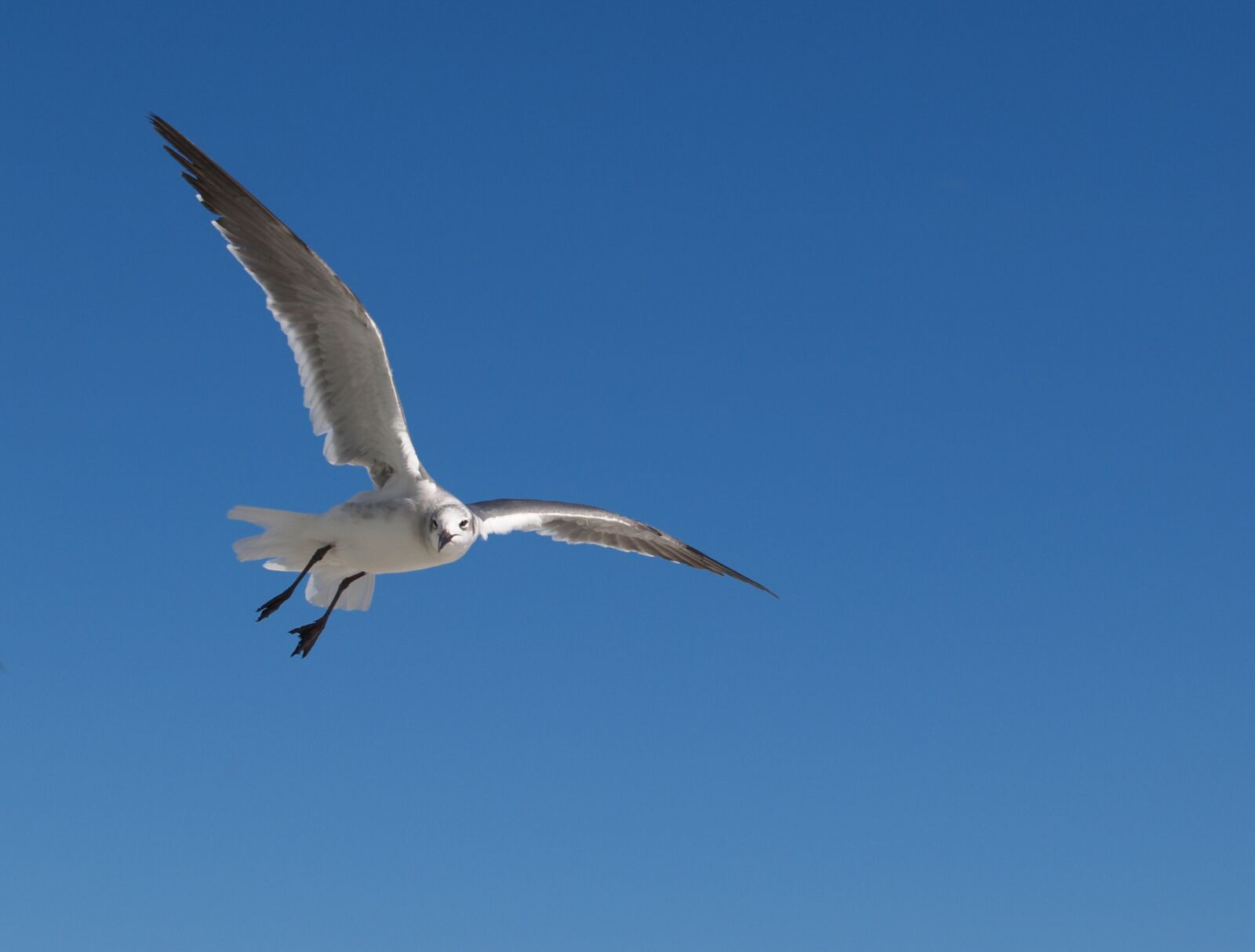 Olympus E-300 (EVOLT E-300) sample photo. Bird, wildlife, nature photography