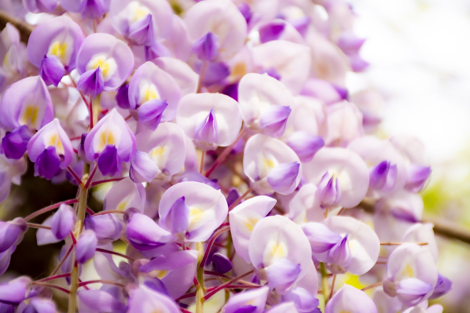 Nikon D7500 sample photo. Flower, plant, purple photography