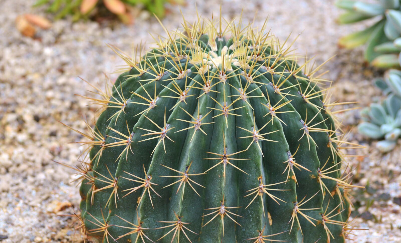 Nikon D3200 sample photo. Cactus, spur, green photography