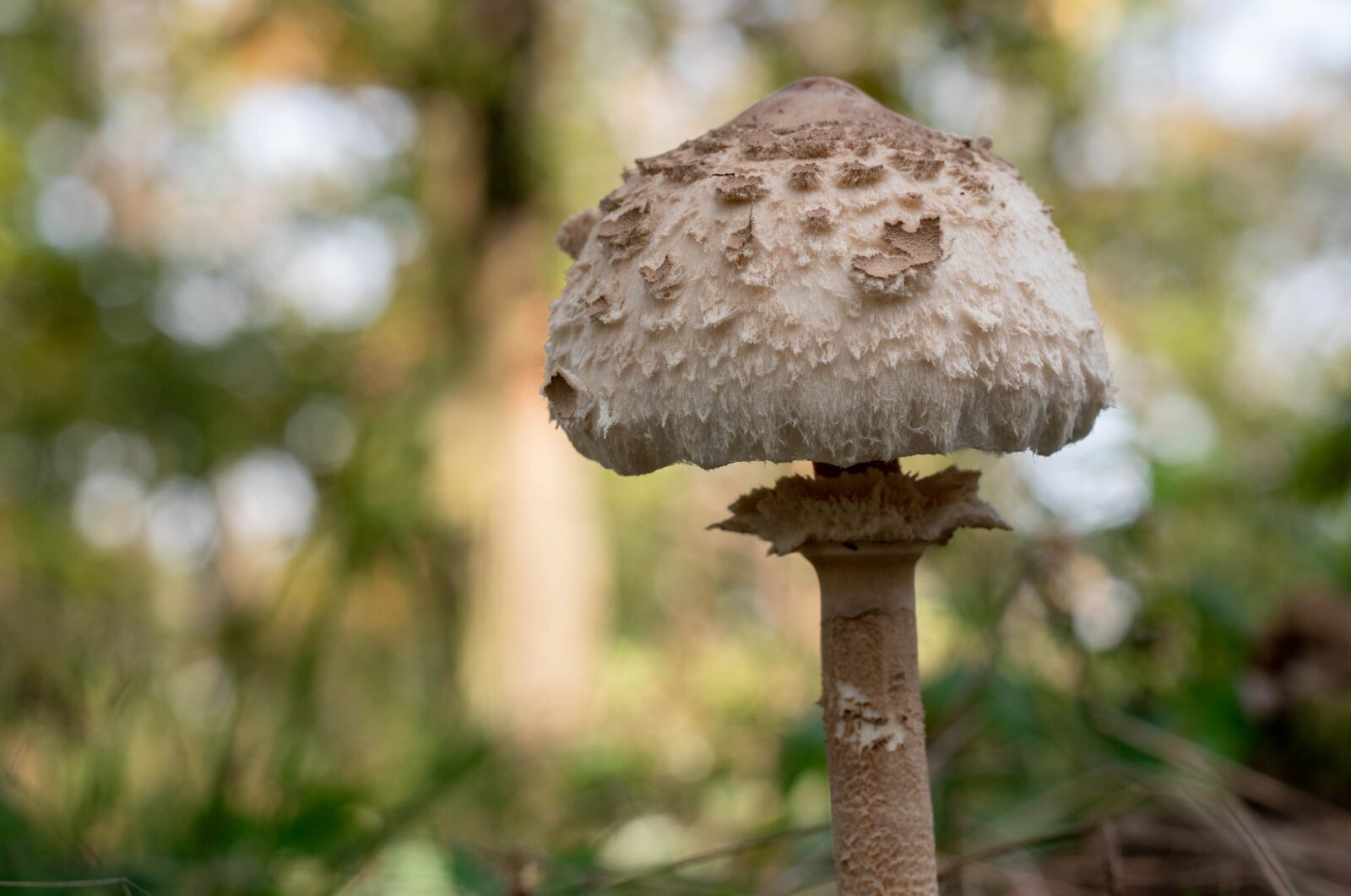 Nikon D5600 sample photo. Fungus, sheet, trees photography