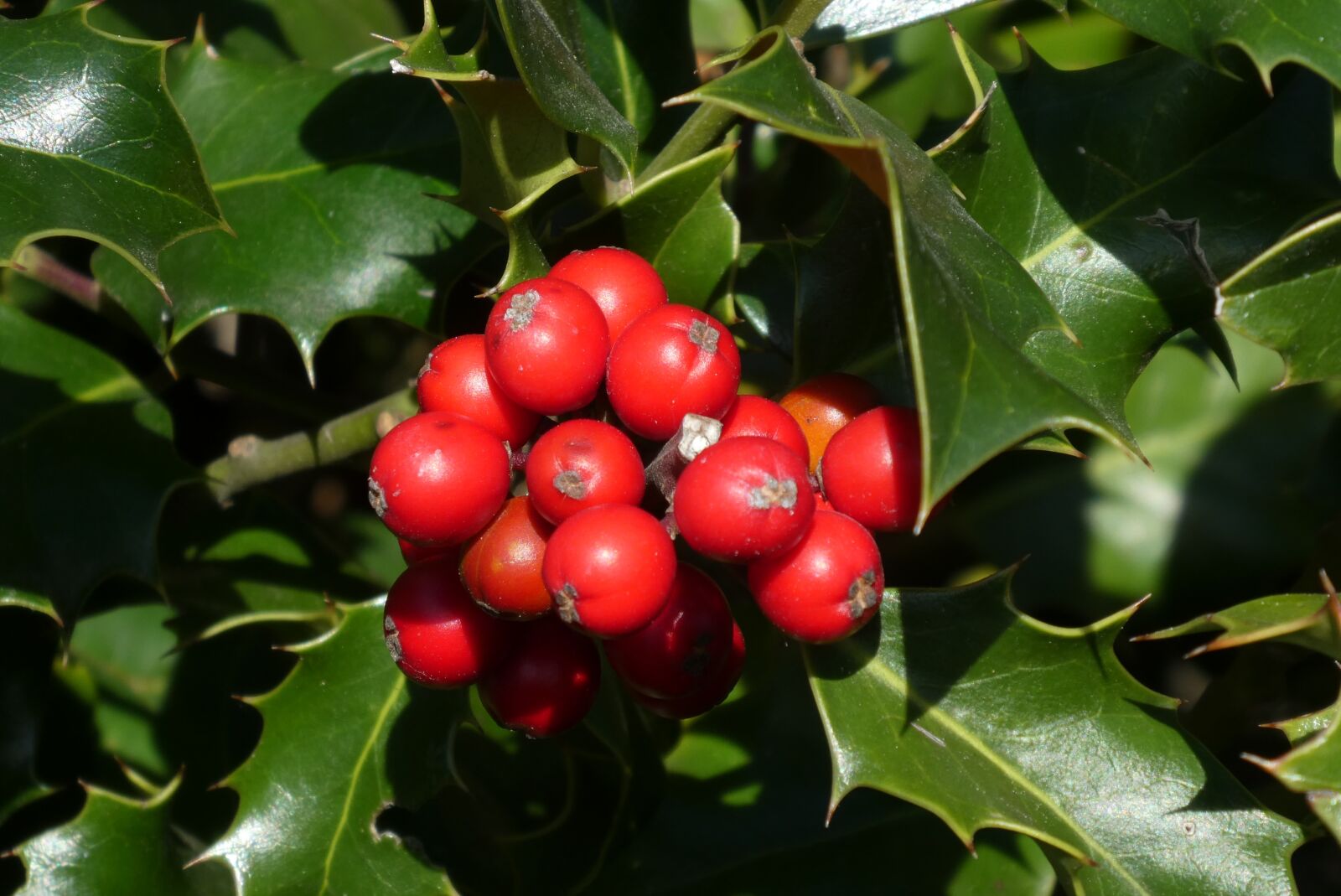 Panasonic Lumix DC-ZS70 (Lumix DC-TZ90) sample photo. Hulst, redcurrant, berries photography