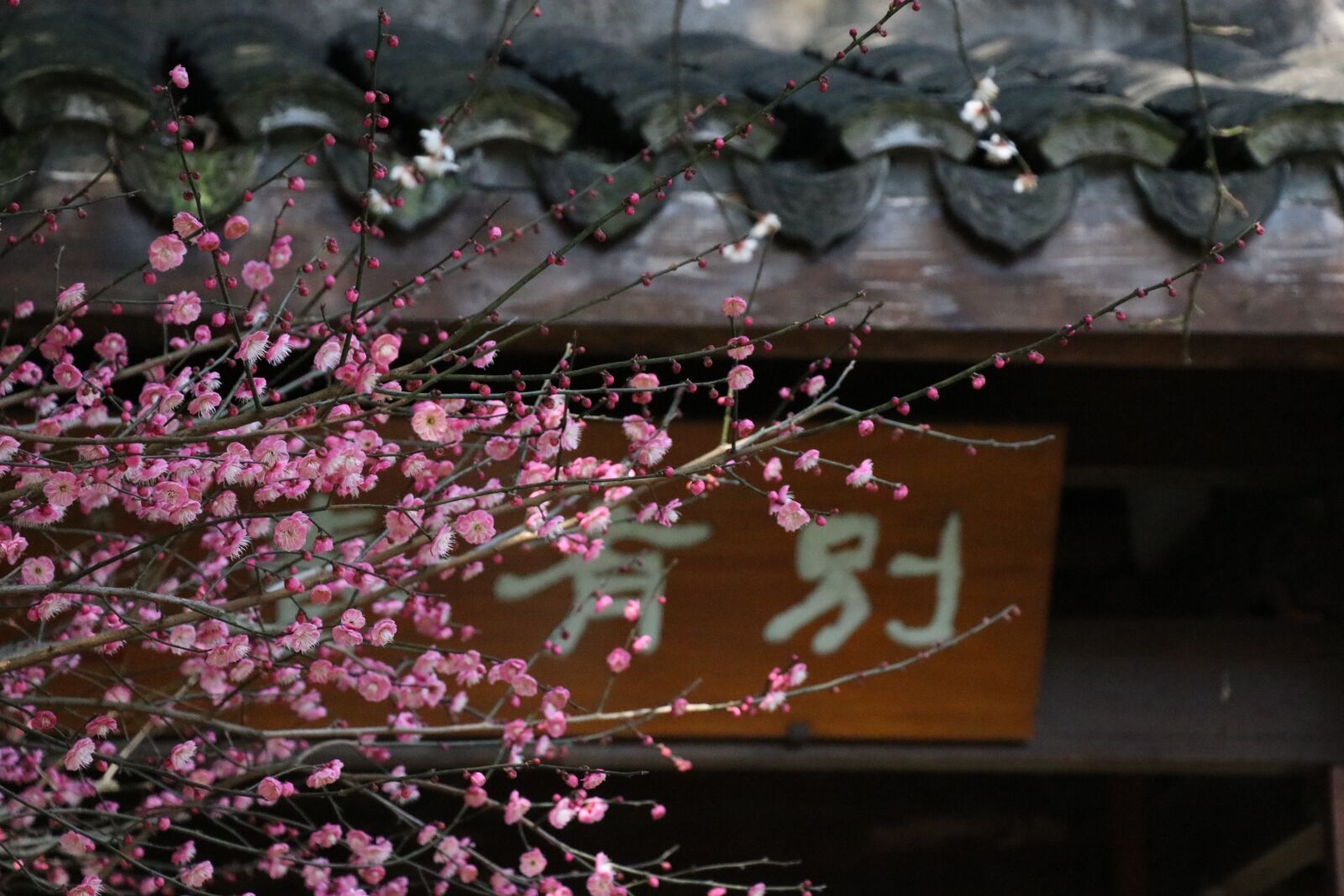 Canon EF-S 18-135mm F3.5-5.6 IS USM sample photo. Plum blossom, probe mei photography