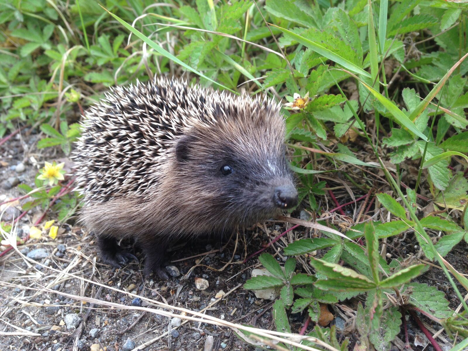 iPhone 5 back camera 4.12mm f/2.4 sample photo. Hedgehog, animals, nature photography