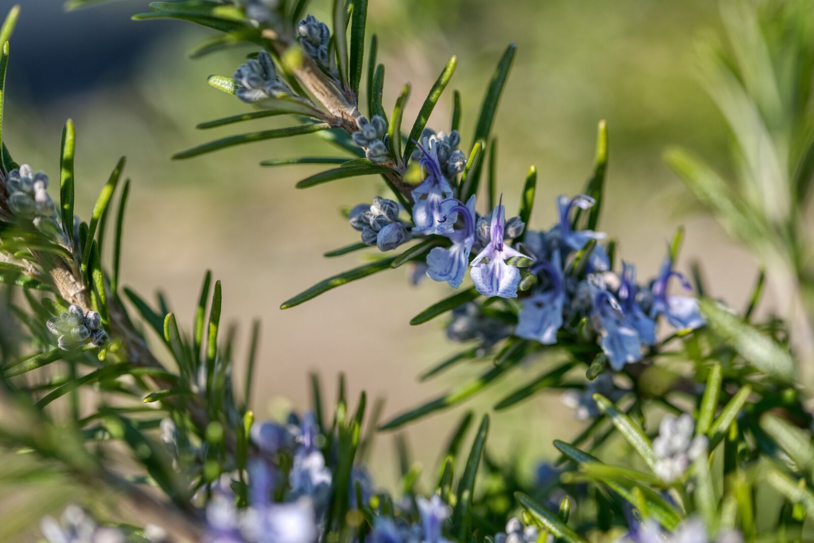 Nikon D750 sample photo. Rosemary, spice, blossom photography