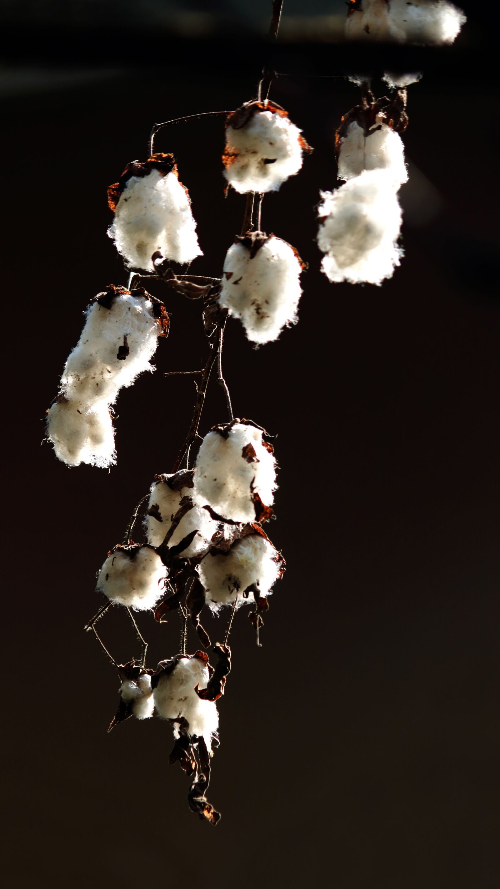 Canon EOS 700D (EOS Rebel T5i / EOS Kiss X7i) sample photo. Cotton, cotton plant, seed photography