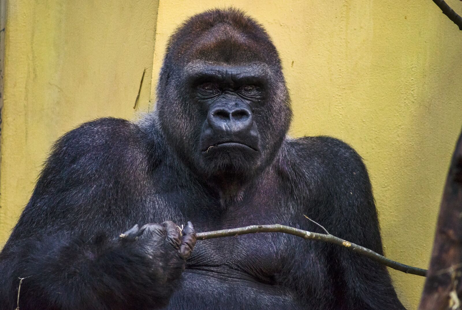 Sony a7 sample photo. Gorilla, zoo, monkey photography