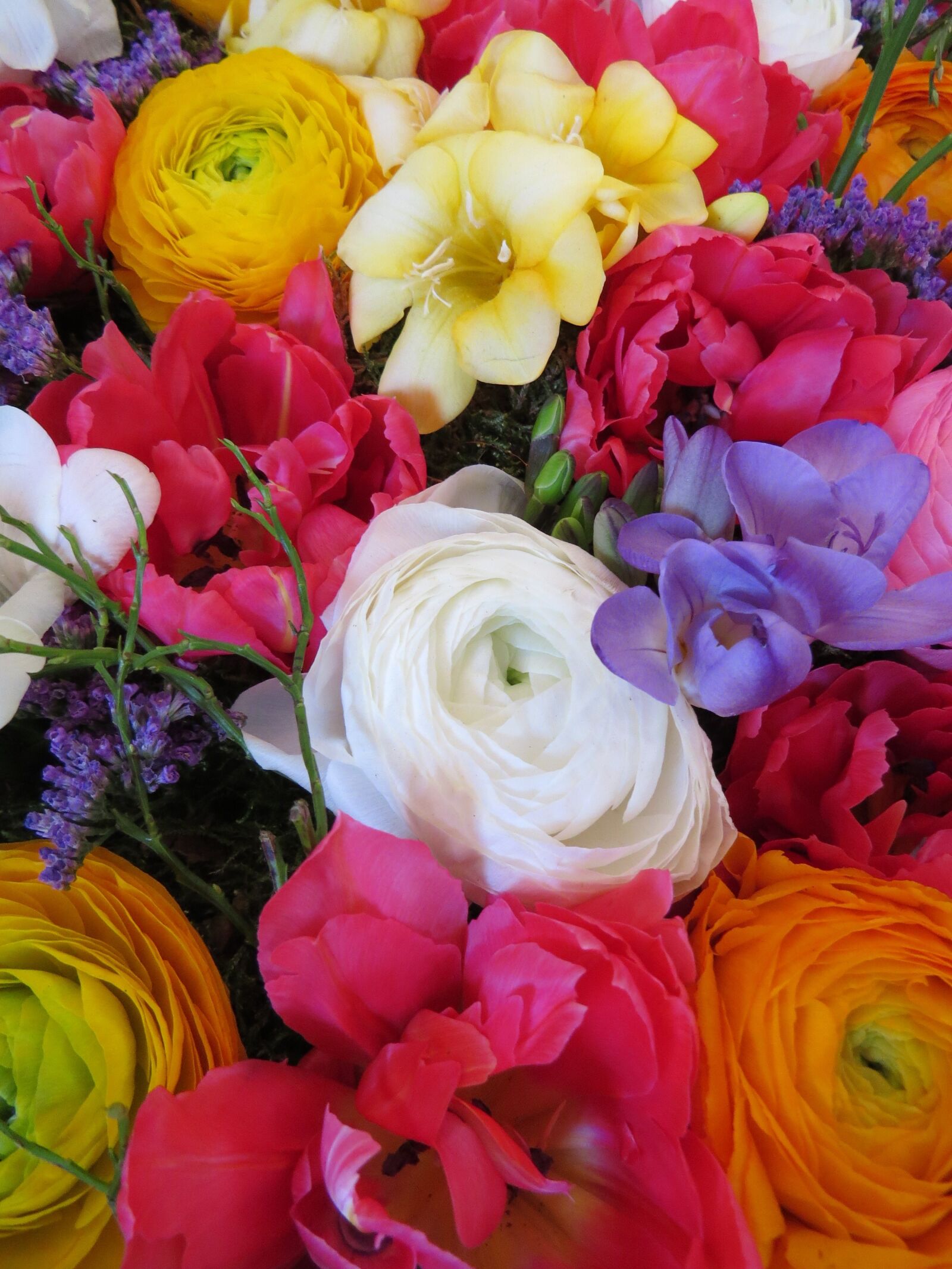 Canon PowerShot SX50 HS sample photo. Spring blossoms, anemones, colorful photography