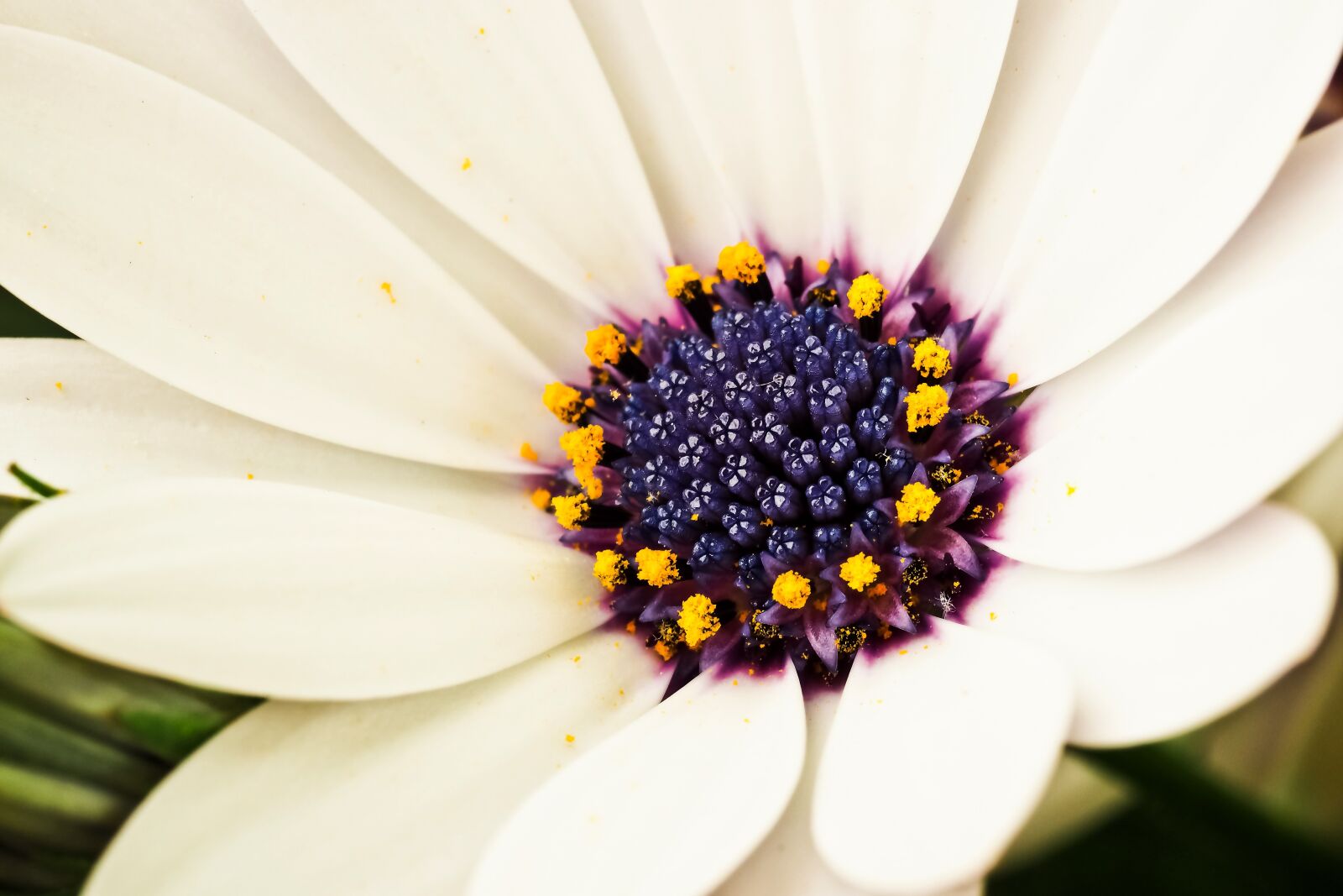 Olympus OM-D E-M10 sample photo. Cape basket, flower, composites photography