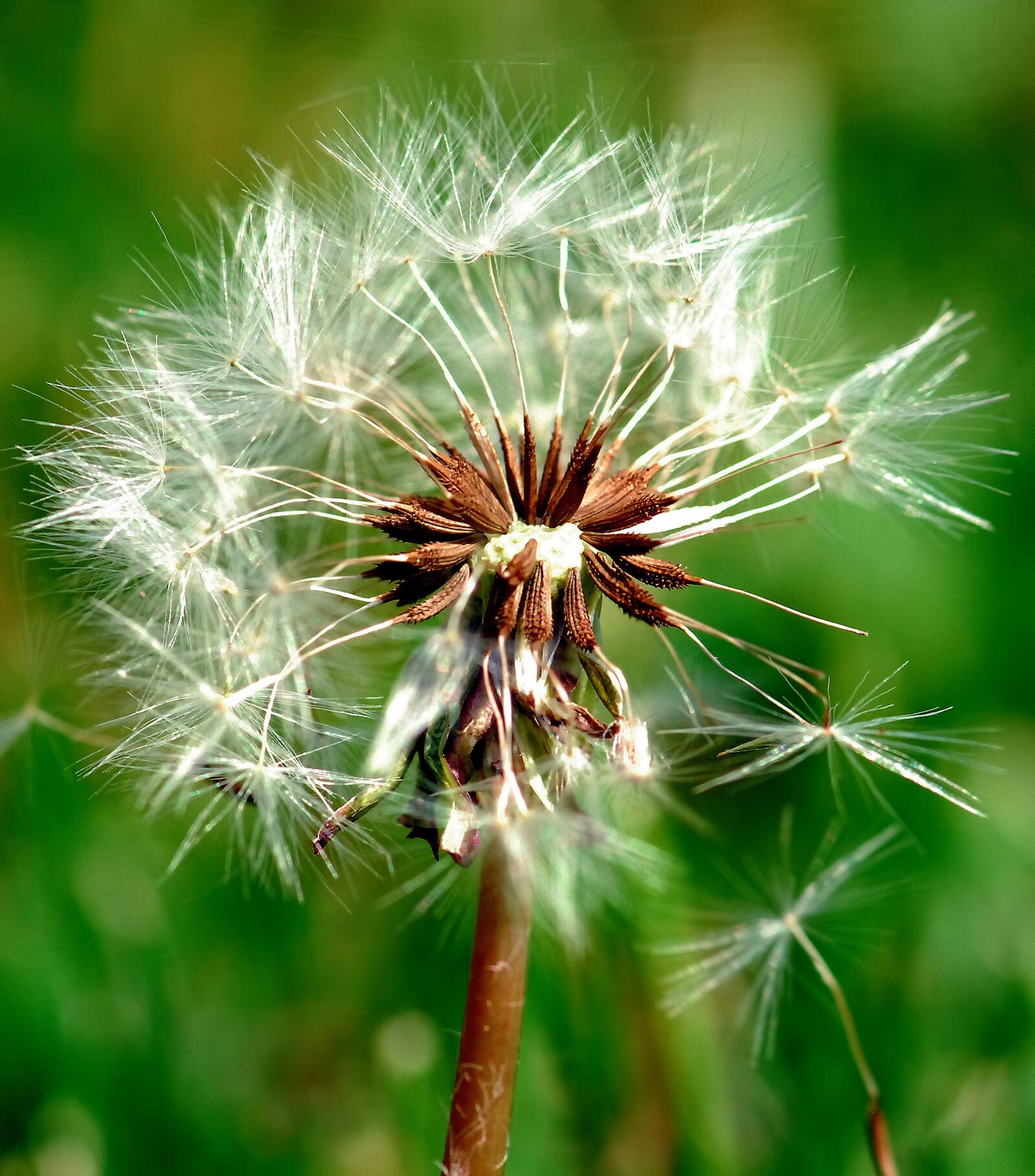 Nikon D200 sample photo. Dandelion, nature, seed photography