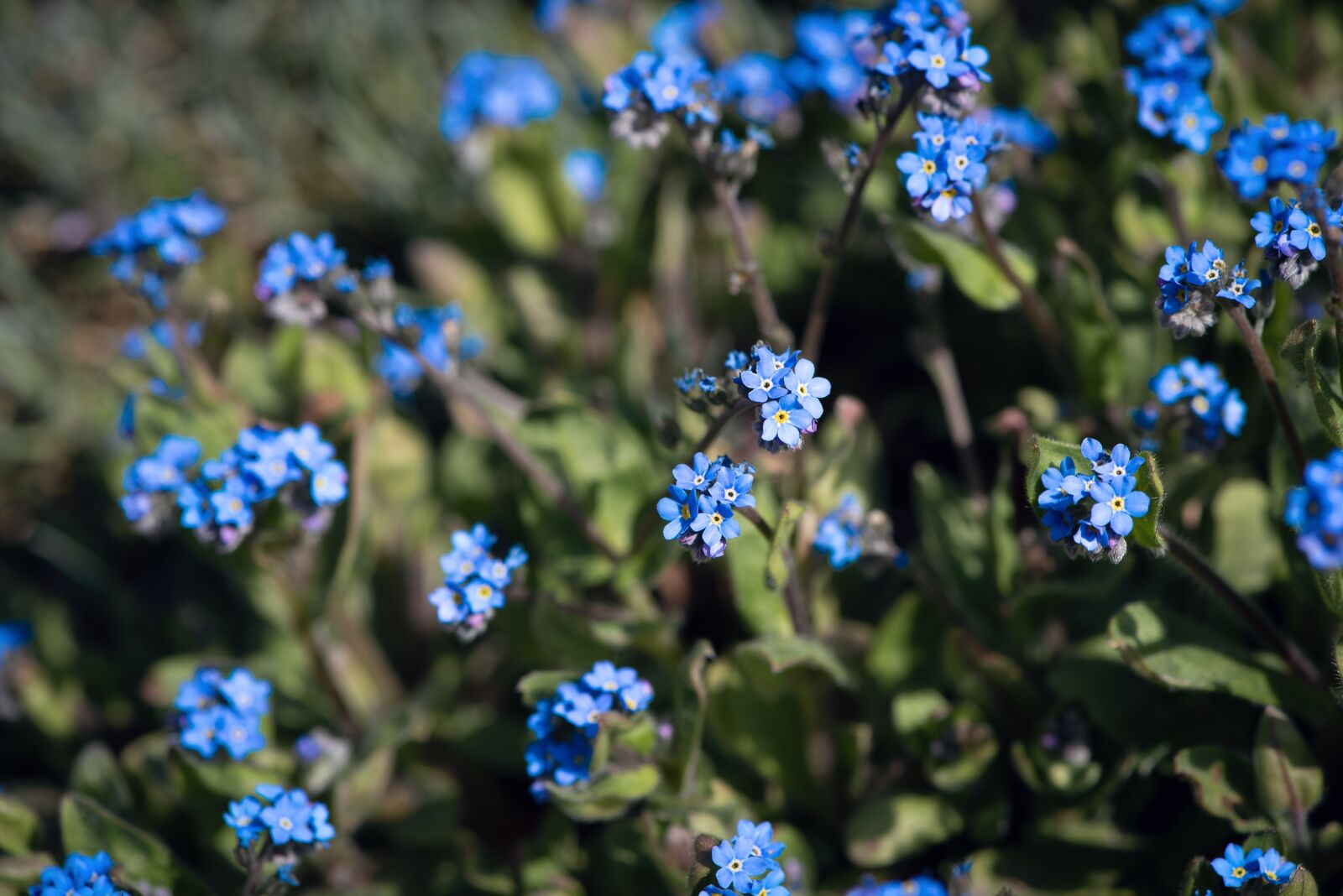 Nikon D750 sample photo. Flower, flowers, blue photography