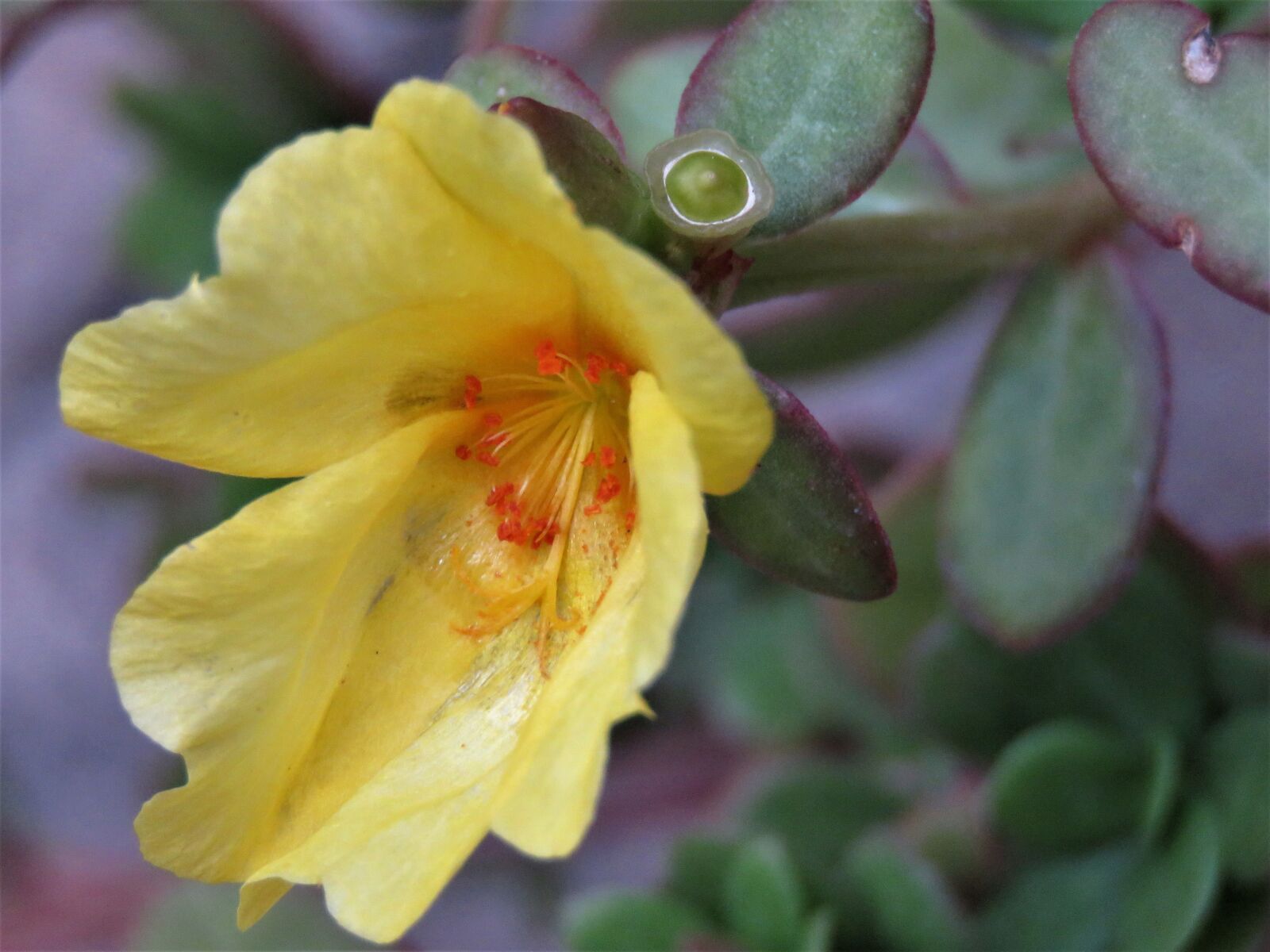 Canon PowerShot SX60 HS sample photo. Flower, yellow, orange photography