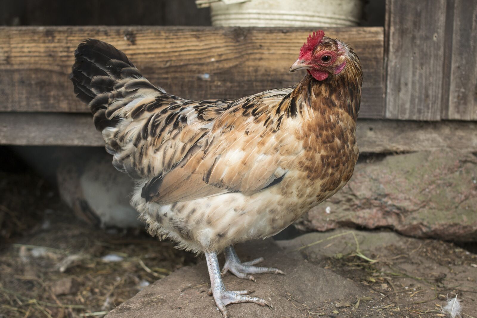Canon EOS 70D + Canon EF 35mm F2 sample photo. Chicken, farm, animal photography