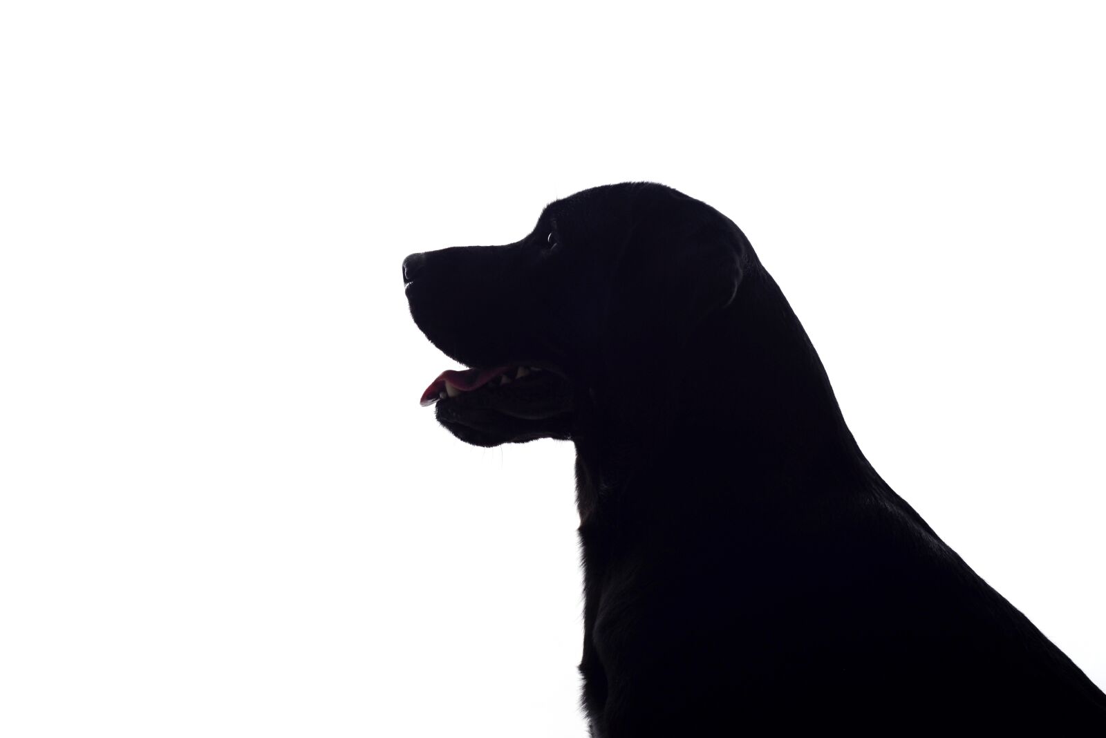Nikon D610 sample photo. Silhouette, black and white photography