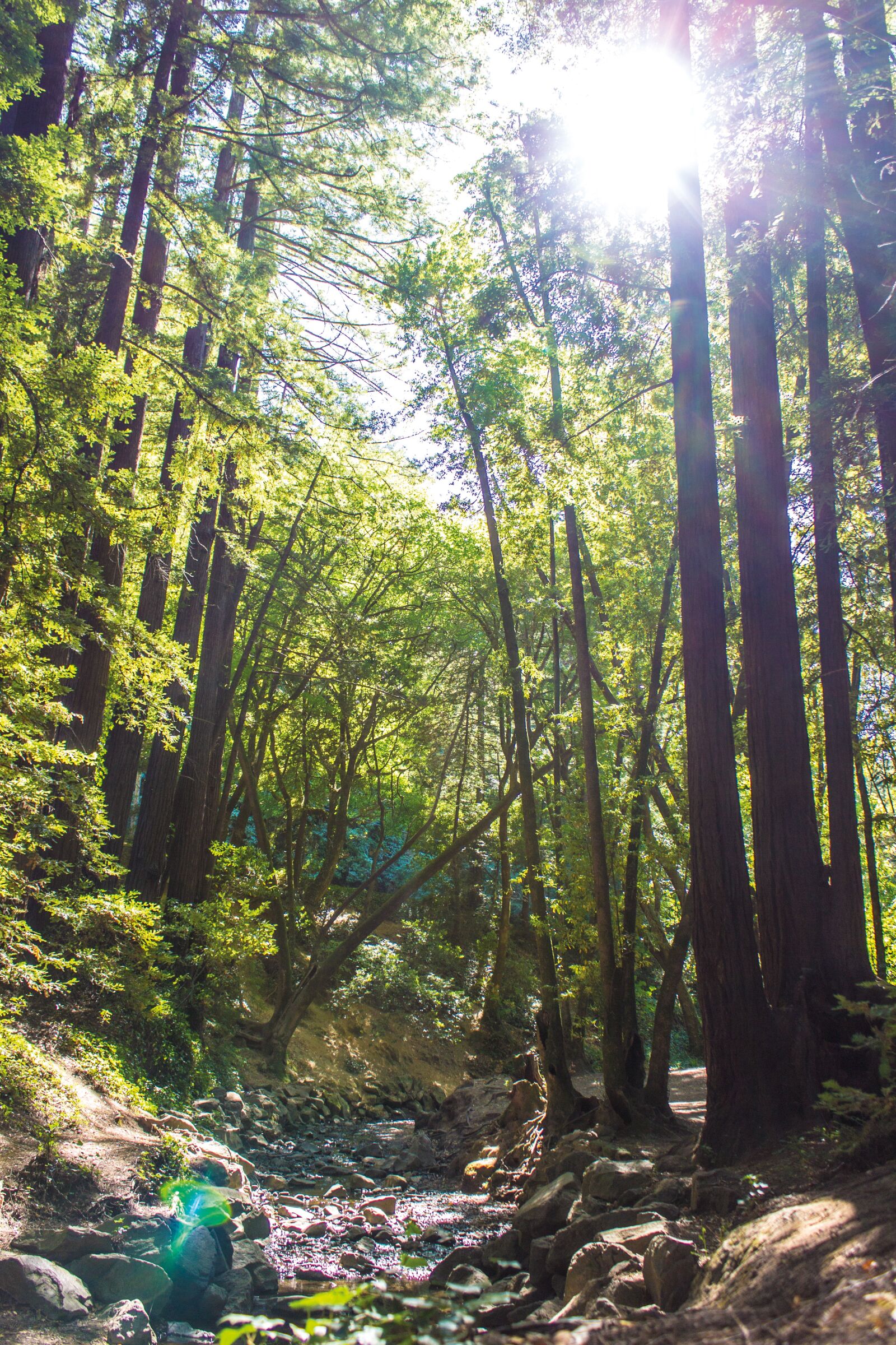 Canon EOS 600D (Rebel EOS T3i / EOS Kiss X5) sample photo. Forest, natural, brook photography