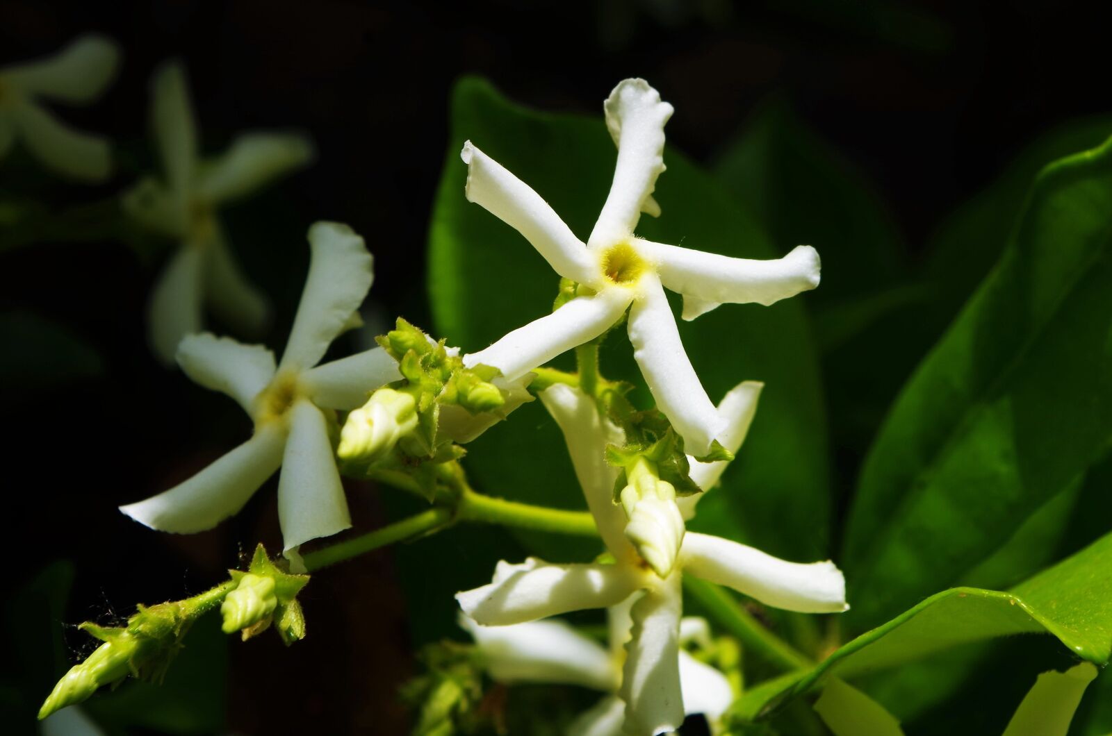 Pentax K-50 sample photo. Flower, white flower photography