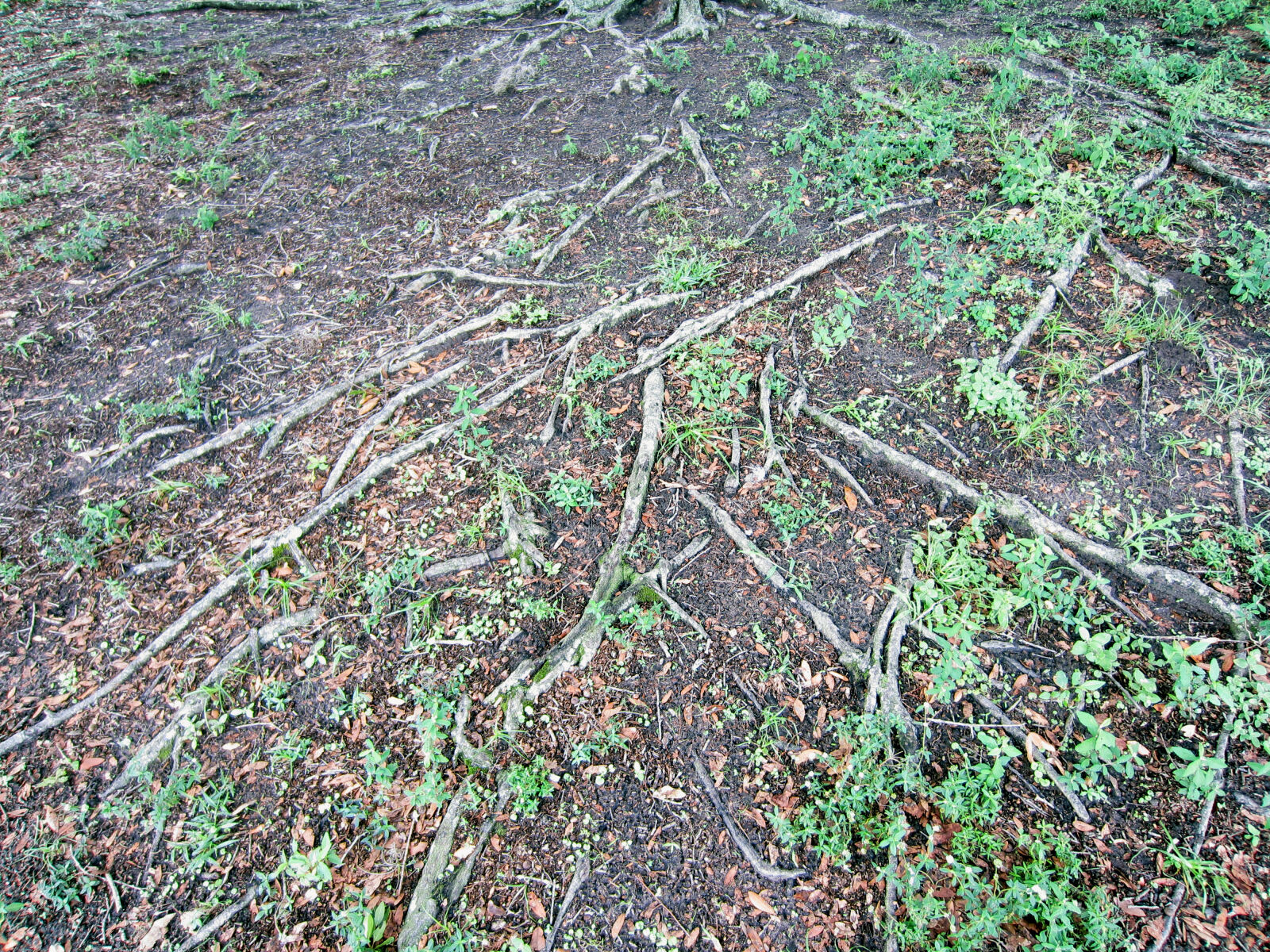 Canon PowerShot ELPH 300 HS (IXUS 220 HS / IXY 410F) sample photo. Albero, ground, radice, root photography