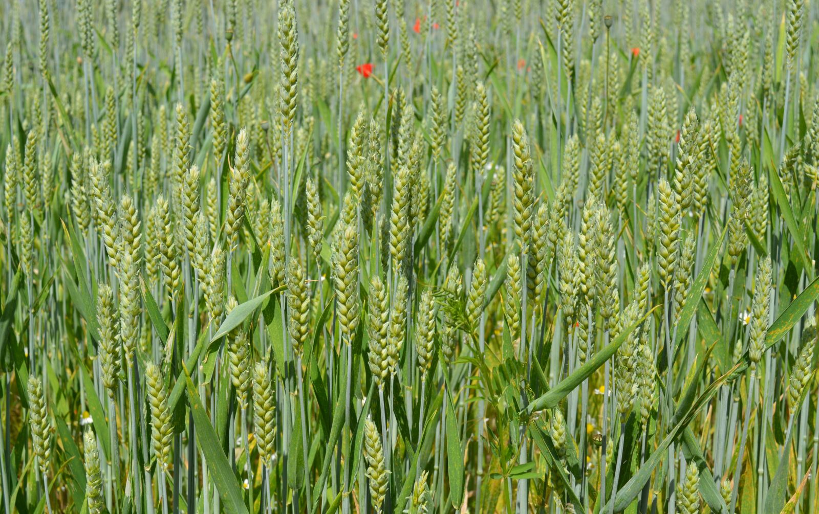 Nikon D3200 sample photo. Wheat, cereals, field photography