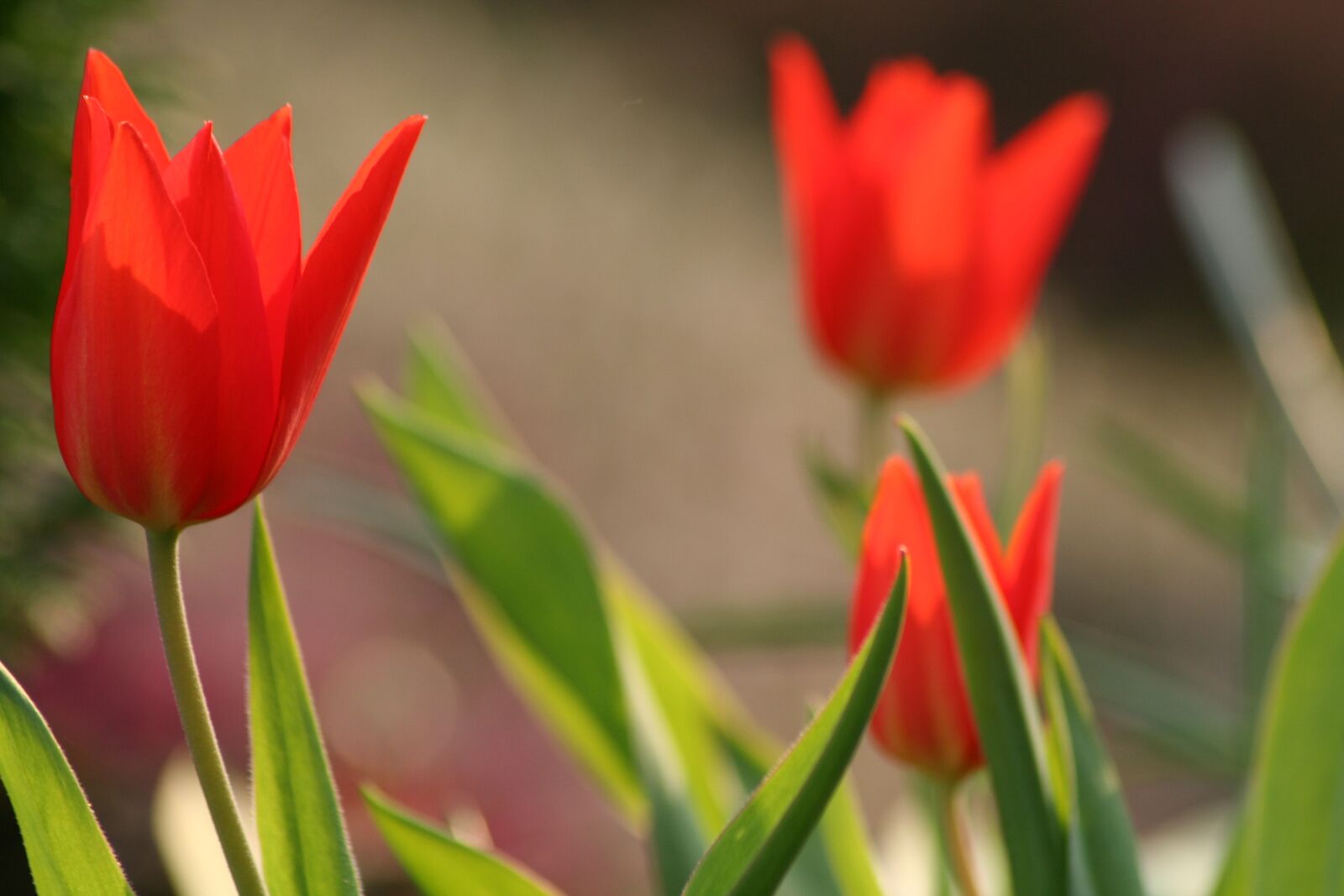 Canon EOS 350D (EOS Digital Rebel XT / EOS Kiss Digital N) sample photo. Red, tulips, spring photography