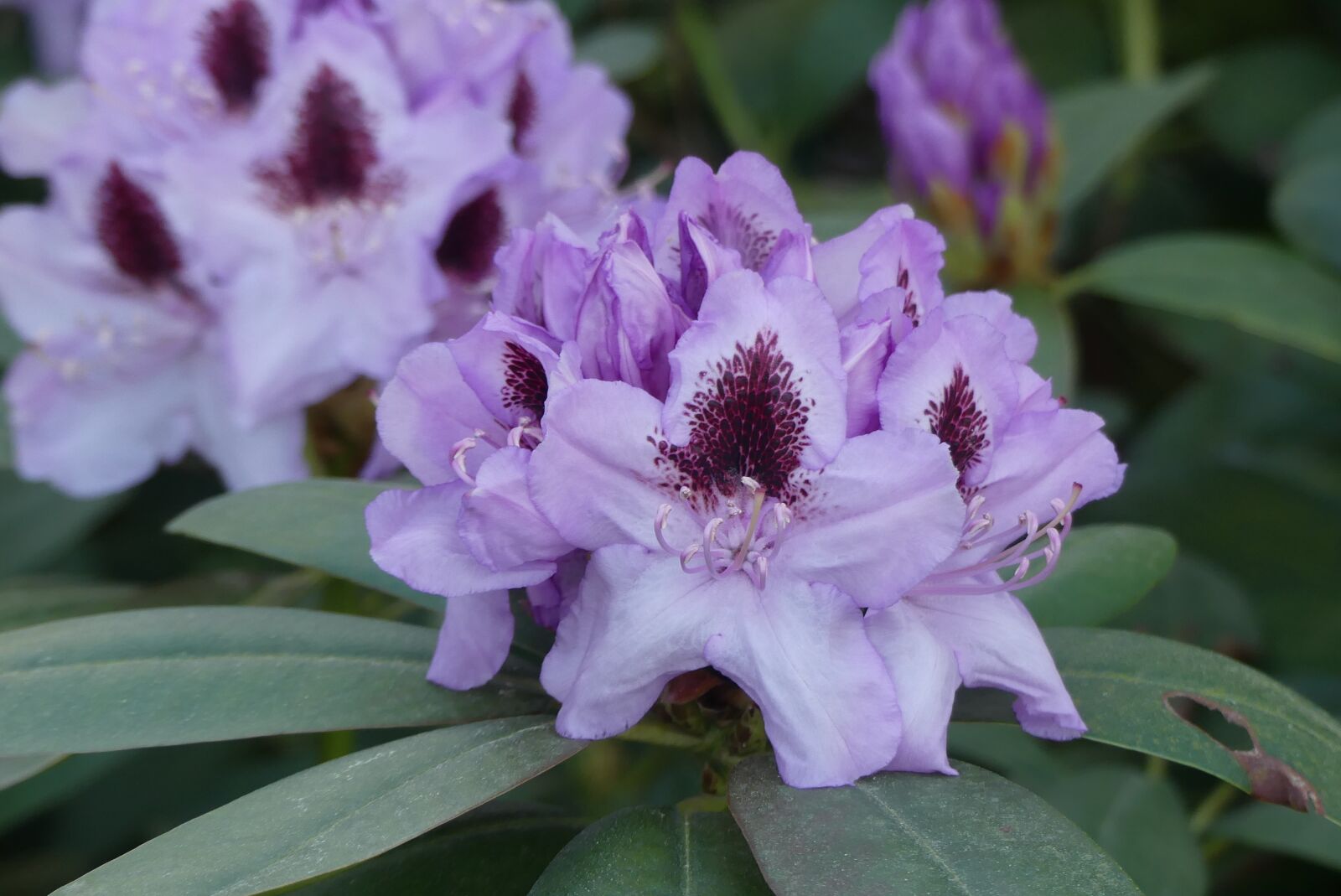 Panasonic Lumix DMC-FZ300 sample photo. Rhododendron, blossom, bloom photography